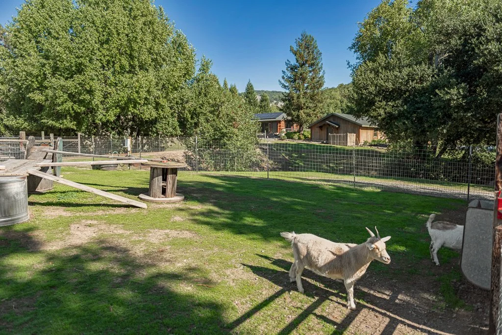 Two goats in a grassy enclosure with trees and houses in the background on a sunny day.