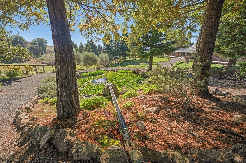 A landscaped garden with large trees, shrubs, a pond with lily pads, and a building in the background, during sunny weather.
