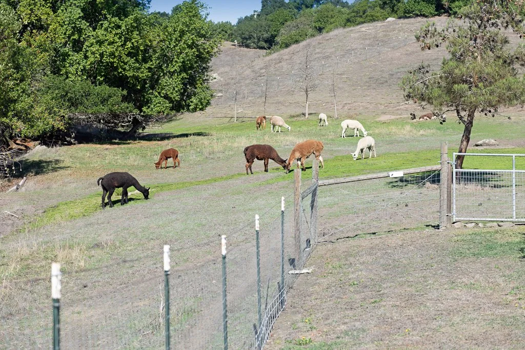 Moon Dance Ranch