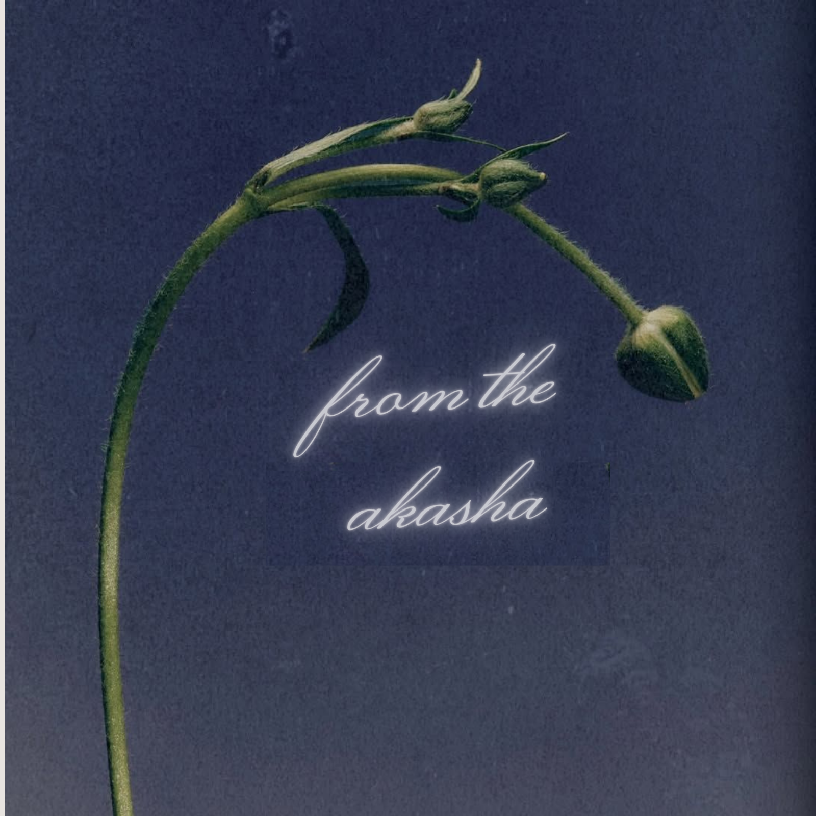 From the Akasha: Guidance For The Week of 24th February