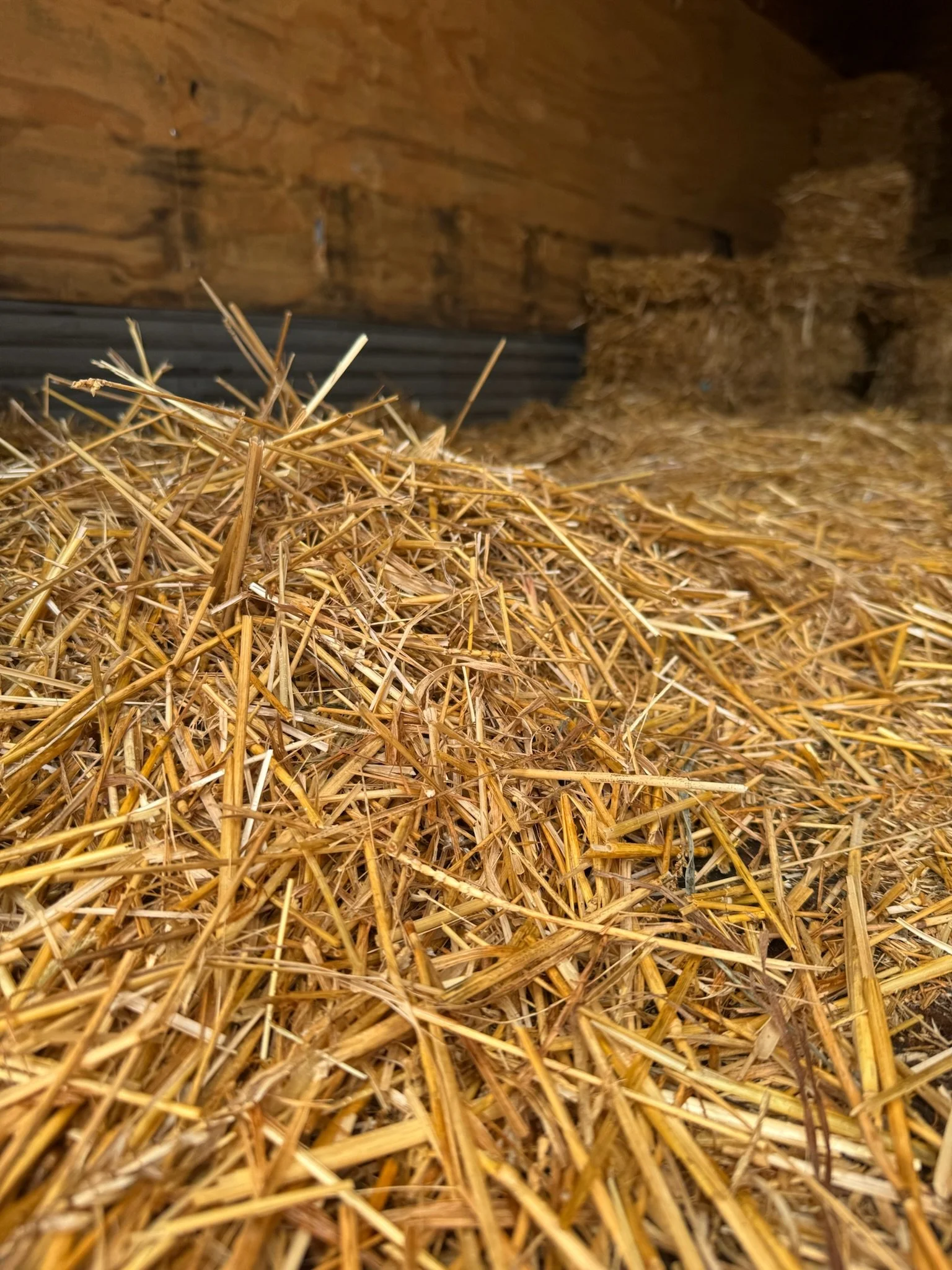 Wheat Straw