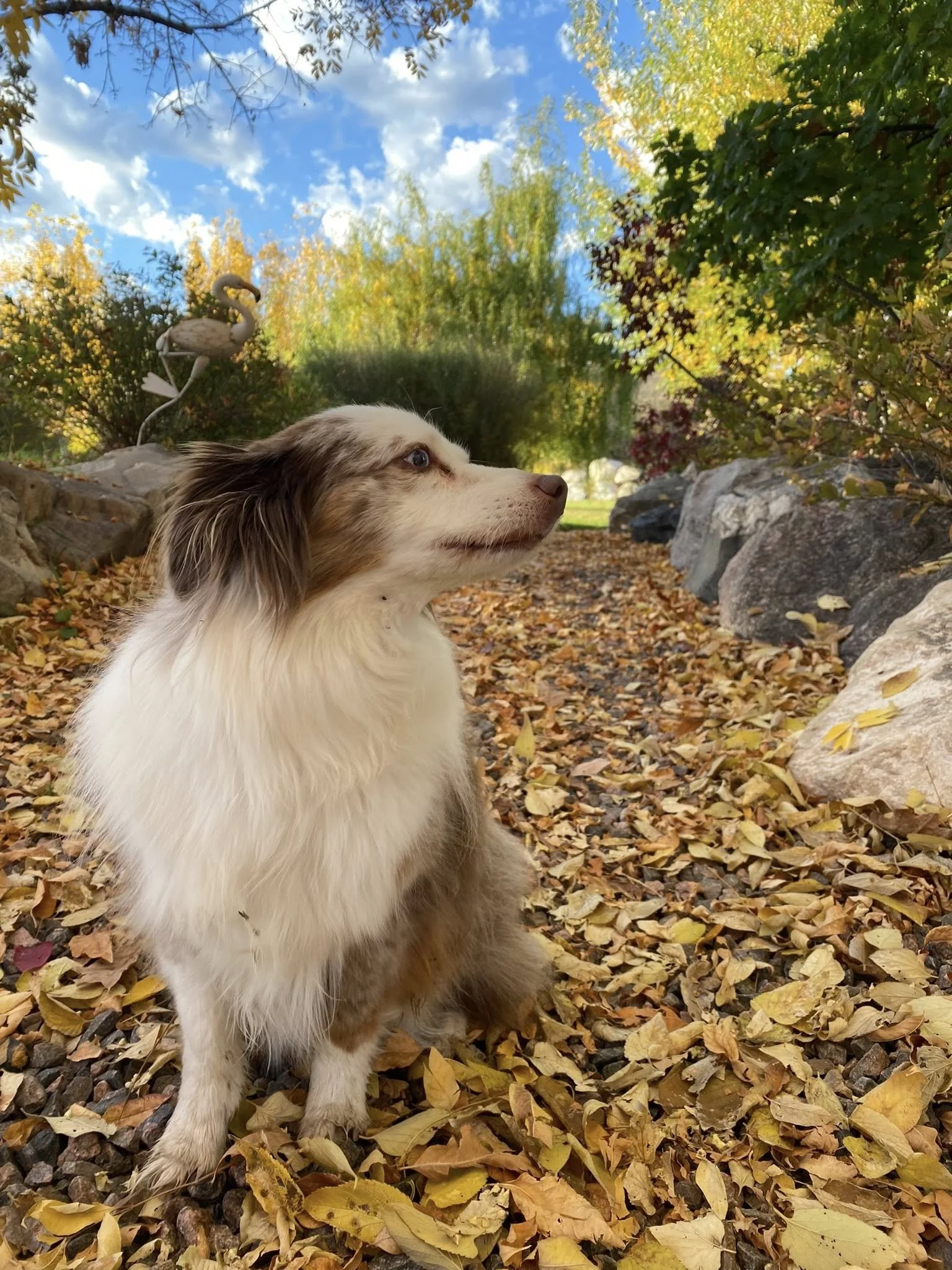 An Australian Shepherd dog sitting on a leaf-covered path in a park during fall, with colorful trees and a blue sky in the background.