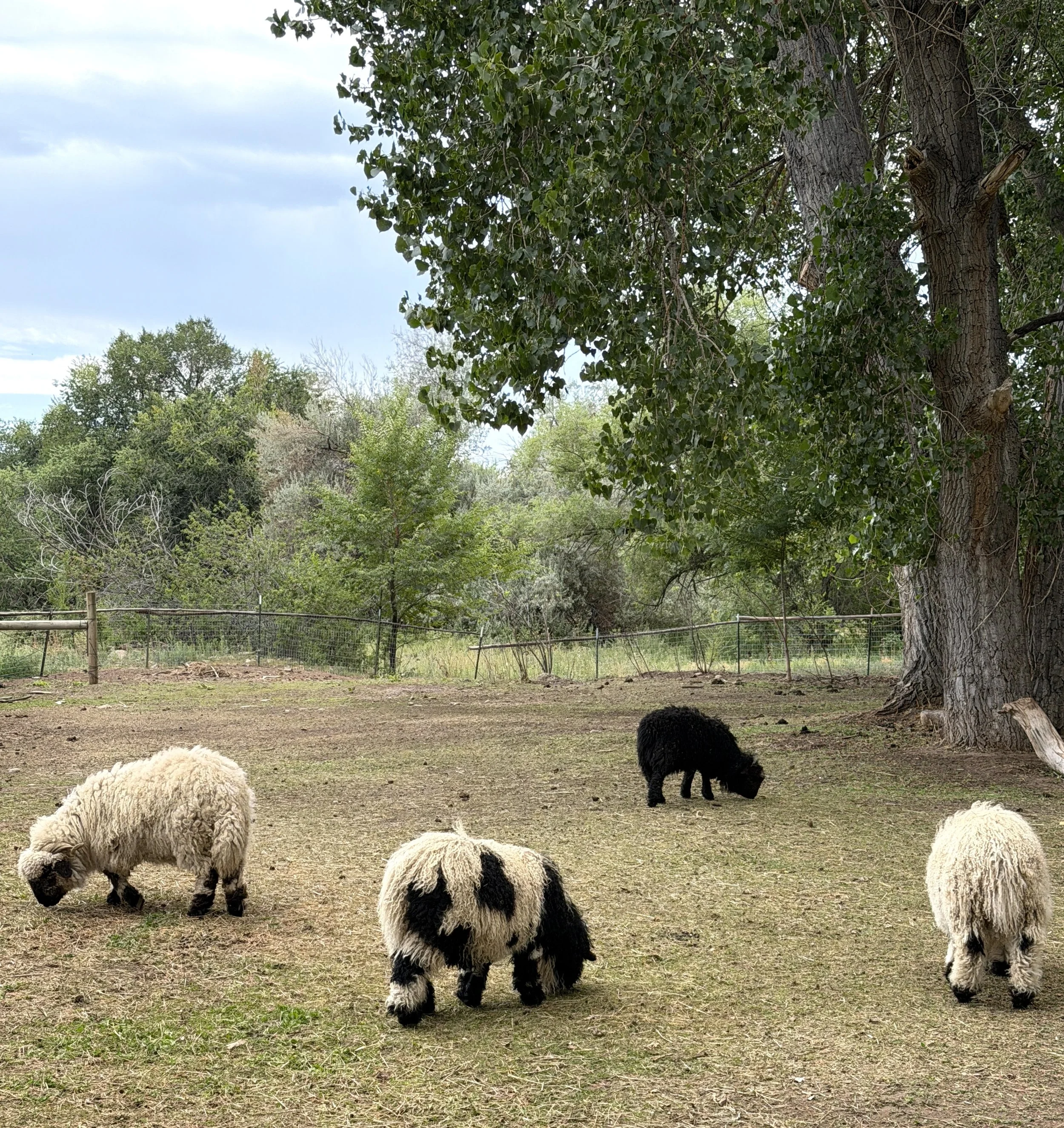 zsheepies.jpg
