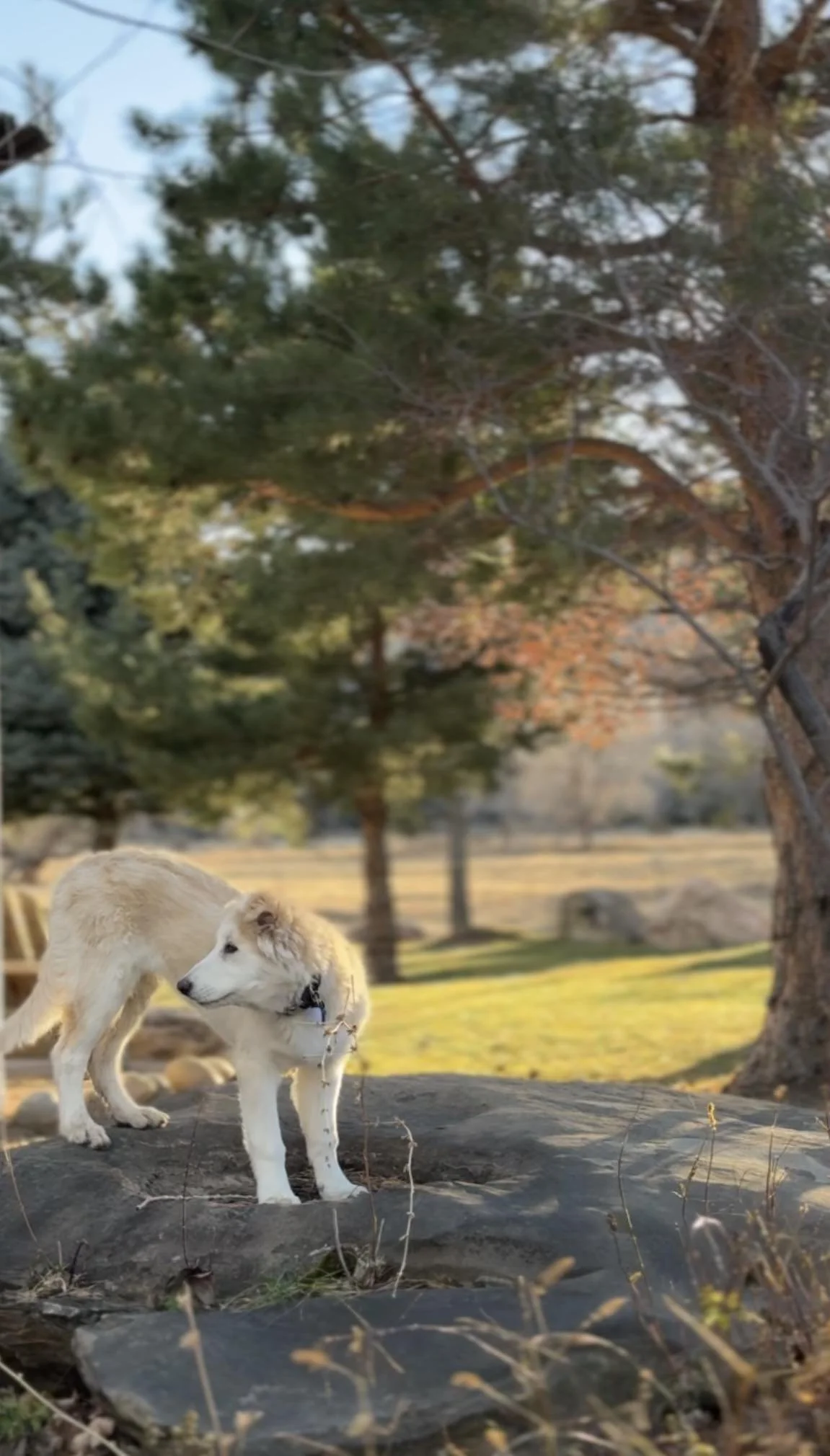 A light-colored dog, possibly a husky or similar breed, standing on a large rock outdoors surrounded by trees and dry grass during daytime.