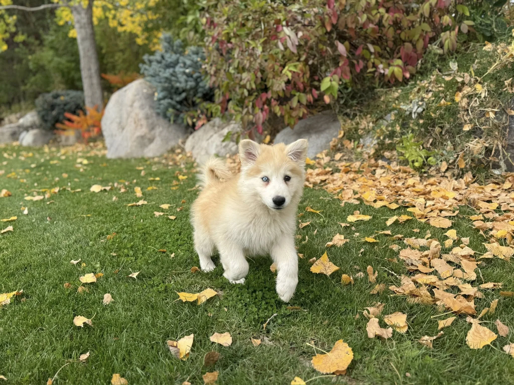 A light-colored puppy with blue eyes walking on a grassy yard surrounded by autumn leaves and colorful bushes.