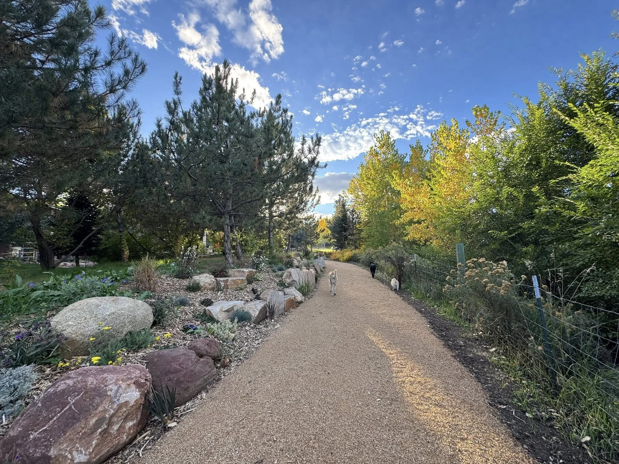 A gravel walking path in a park, lined with rocks and plants on the left and trees on the right, with dogs walking in the distance under a partly cloudy sky.