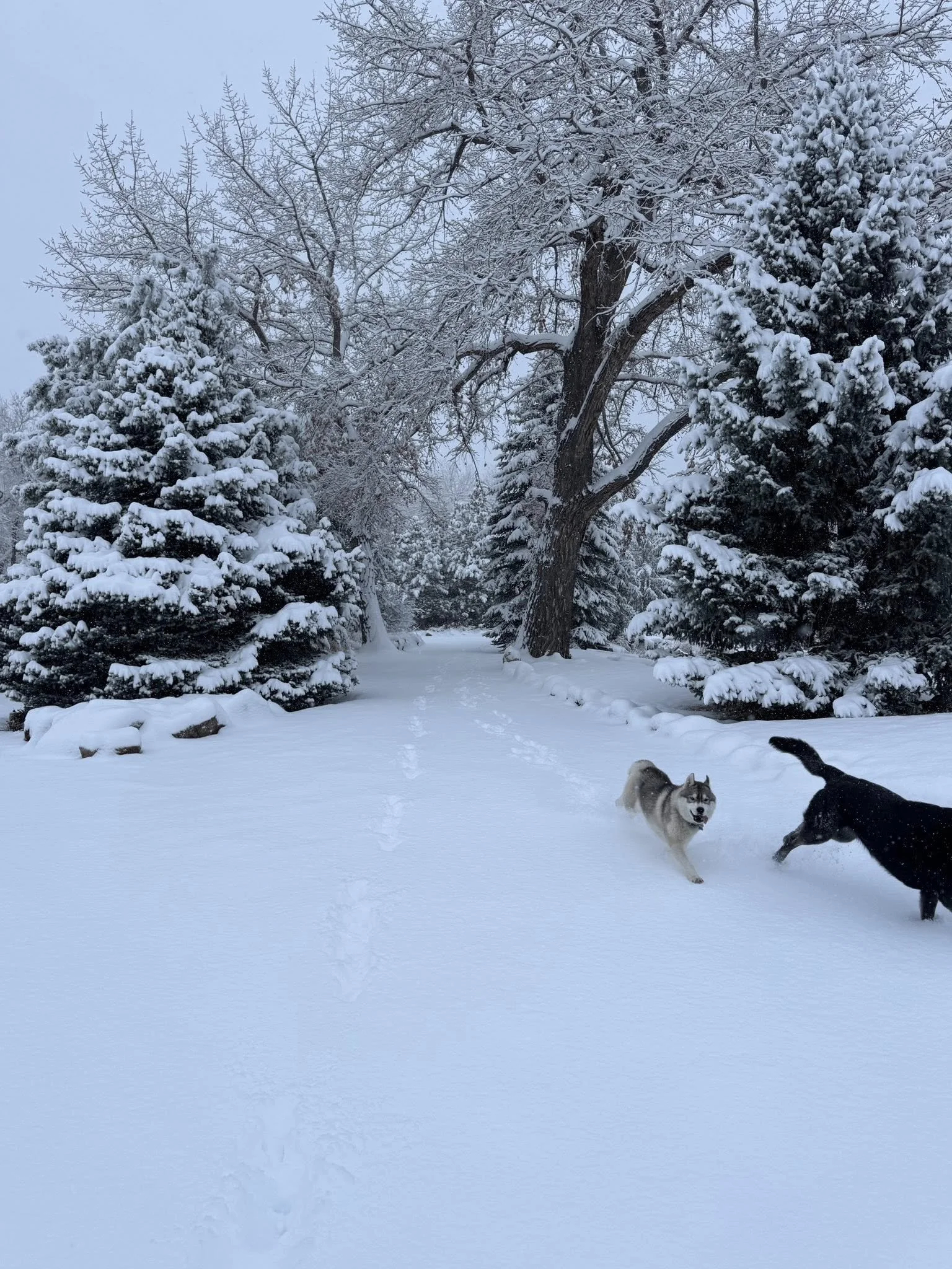 Snow-covered forest path with footprints, tall trees with snow on branches, and two dogs playing in the snow.