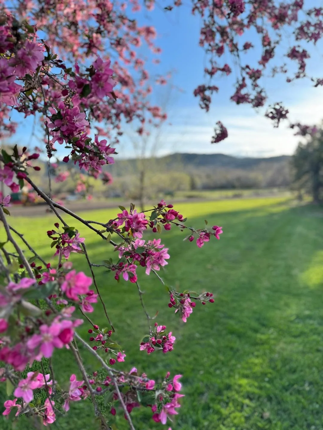 farm flower tree.jpg