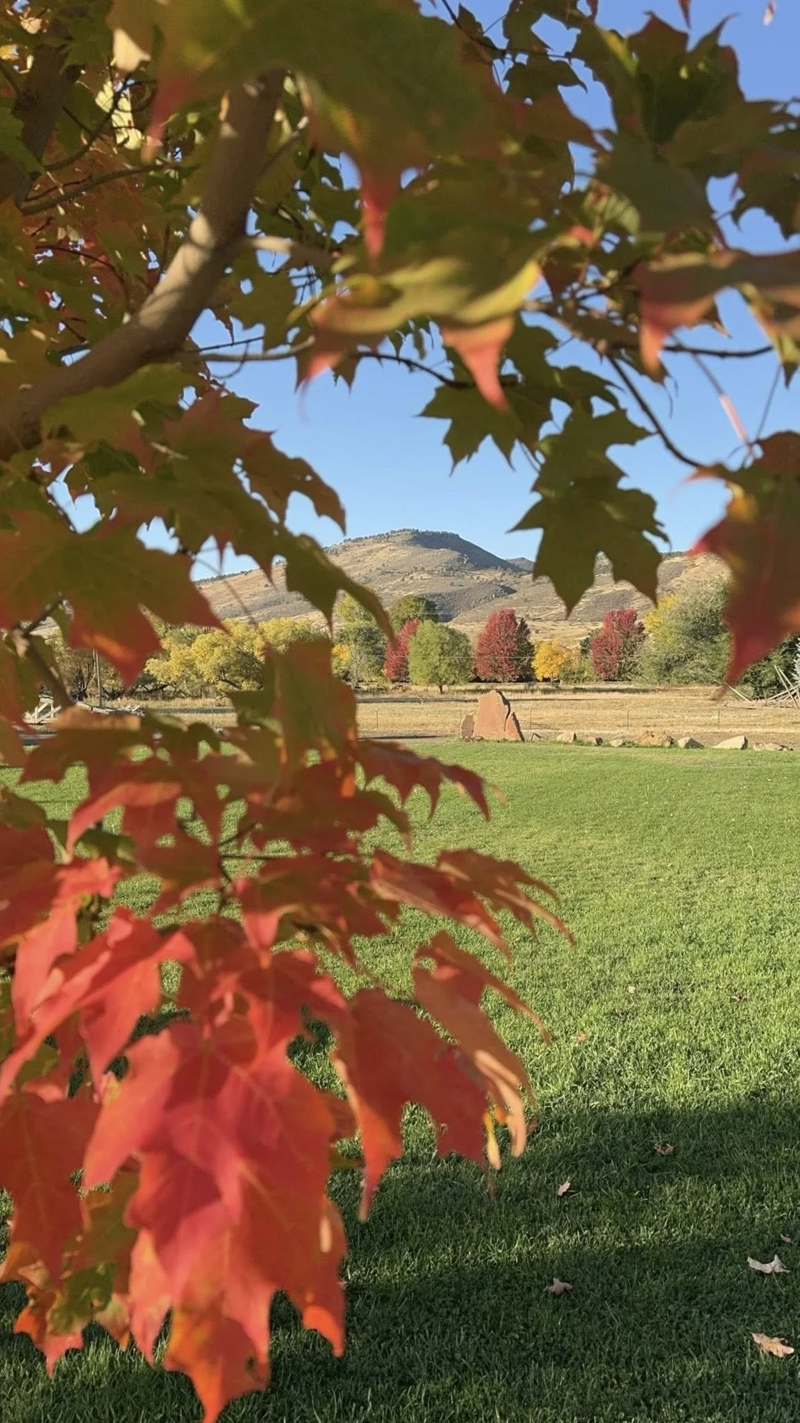 Fall scene featuring colorful red, yellow, and green leaves on trees, green grass, distant mountains, and clear blue sky.