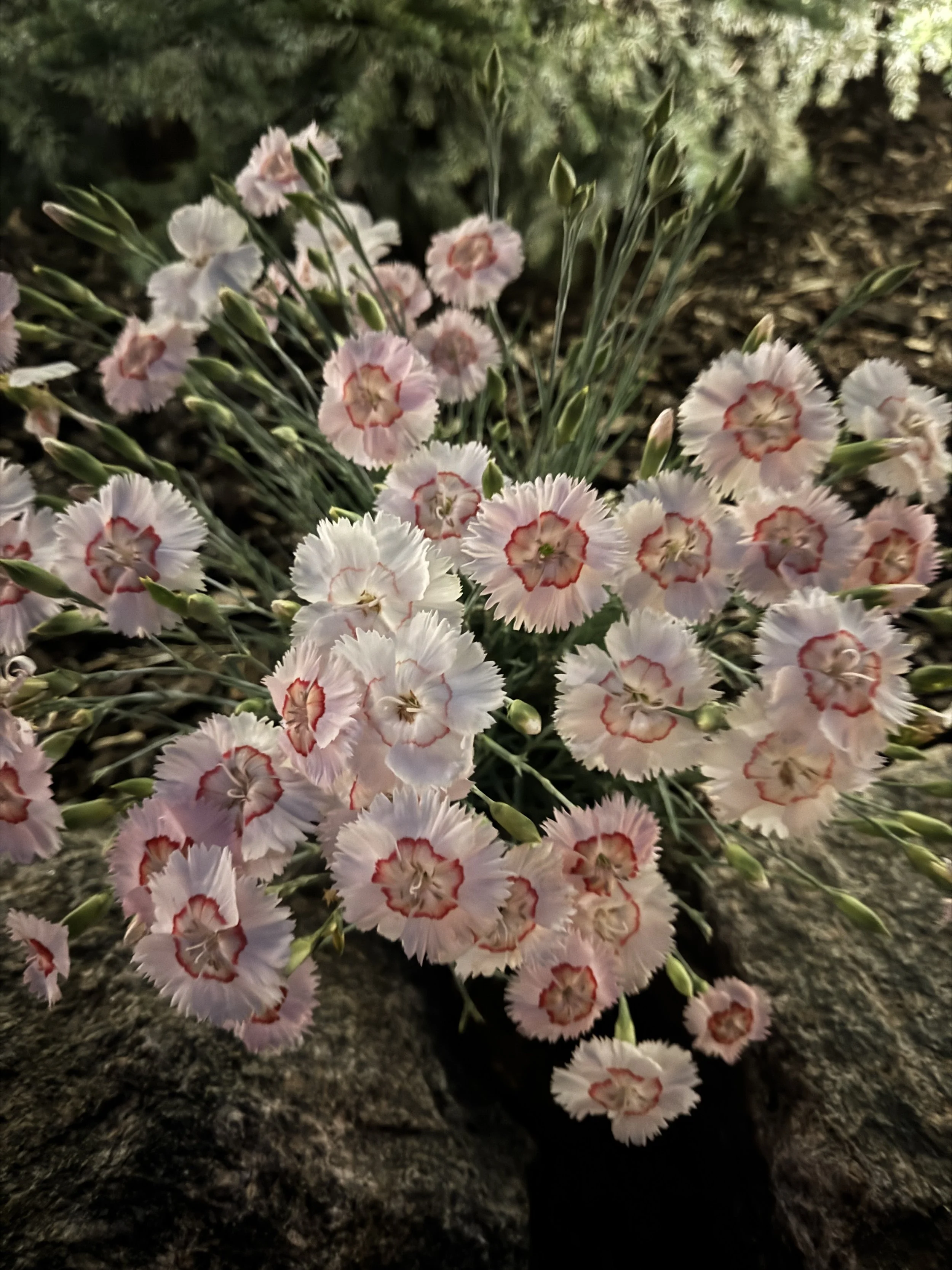IMG_2077.jpeg