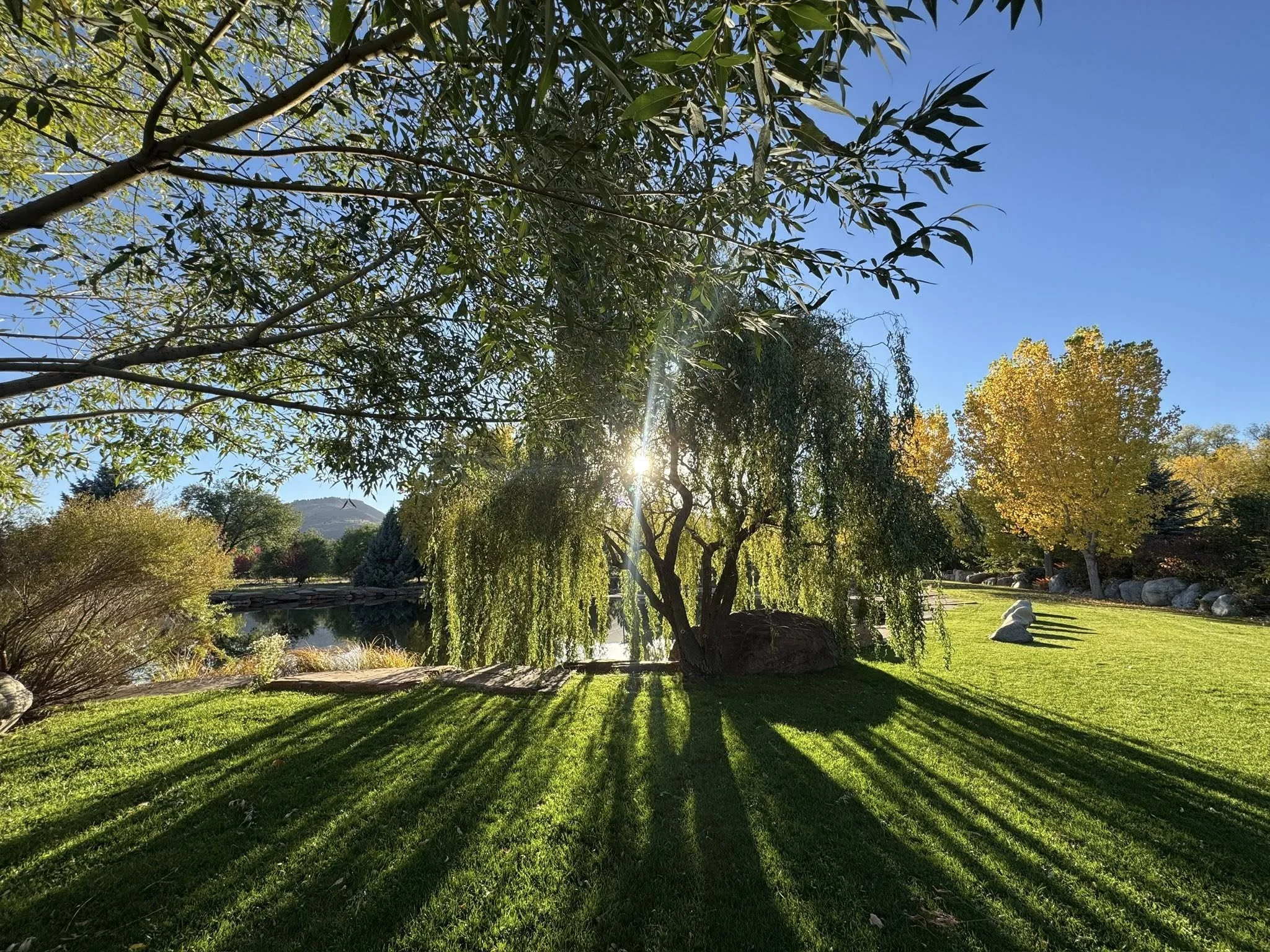 Sunlight shining through trees casting shadows on a grassy park with rocks and a pond in the background.