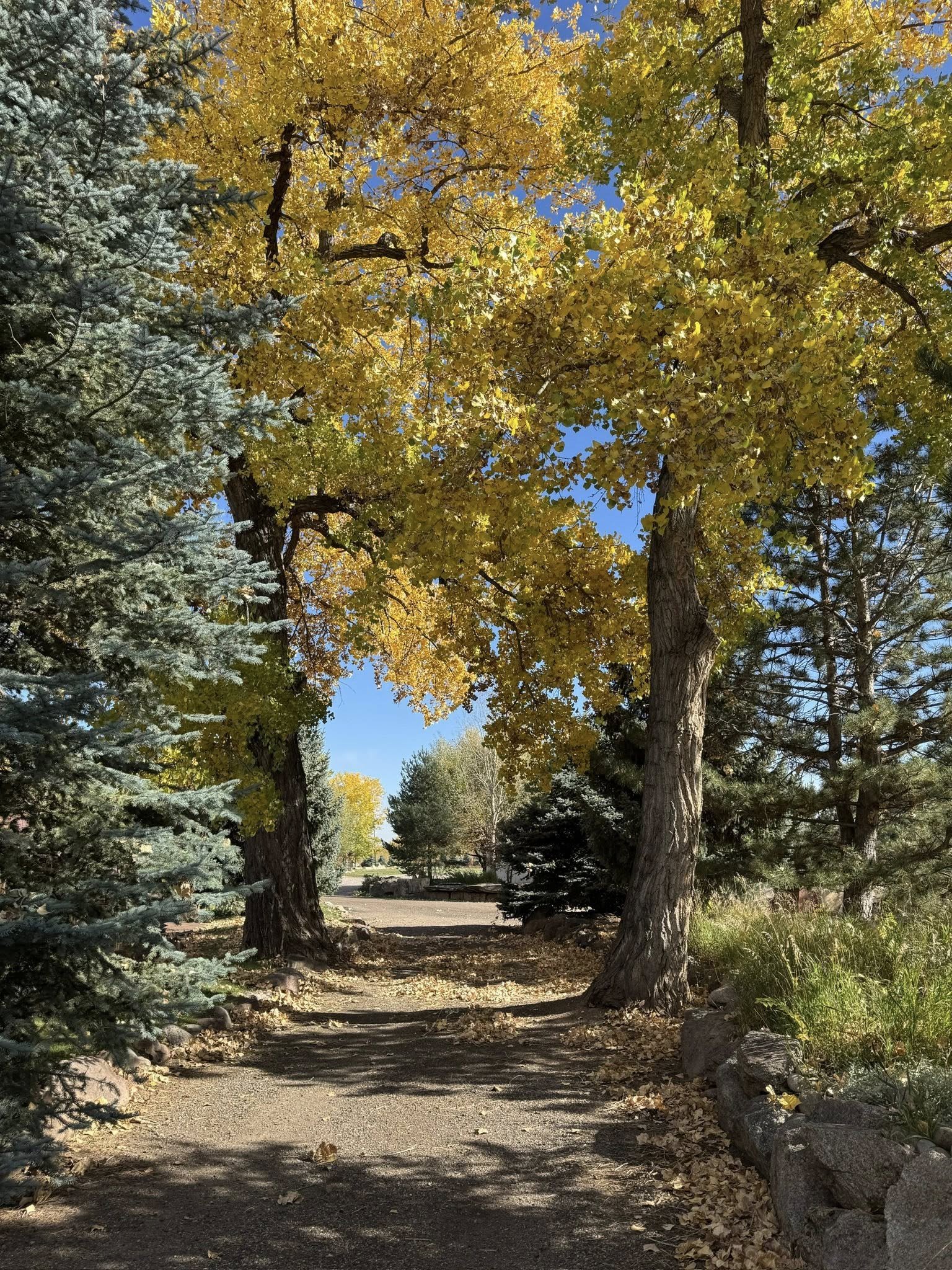 A pathway in a park lined with large trees with yellow and green leaves, under a clear blue sky.