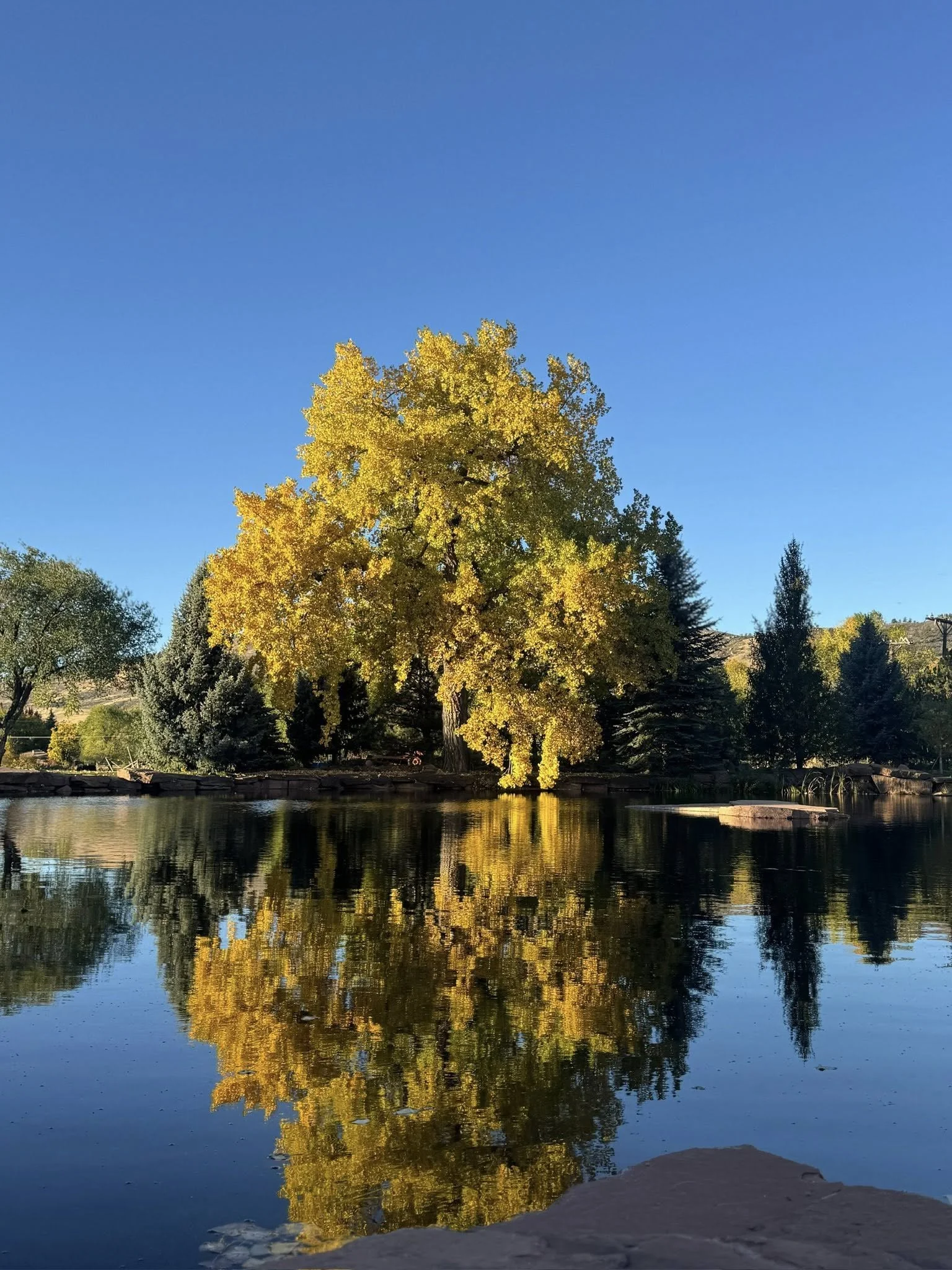 A large yellow-leaved tree is reflected in a calm body of water, with a clear blue sky and other trees in the background.