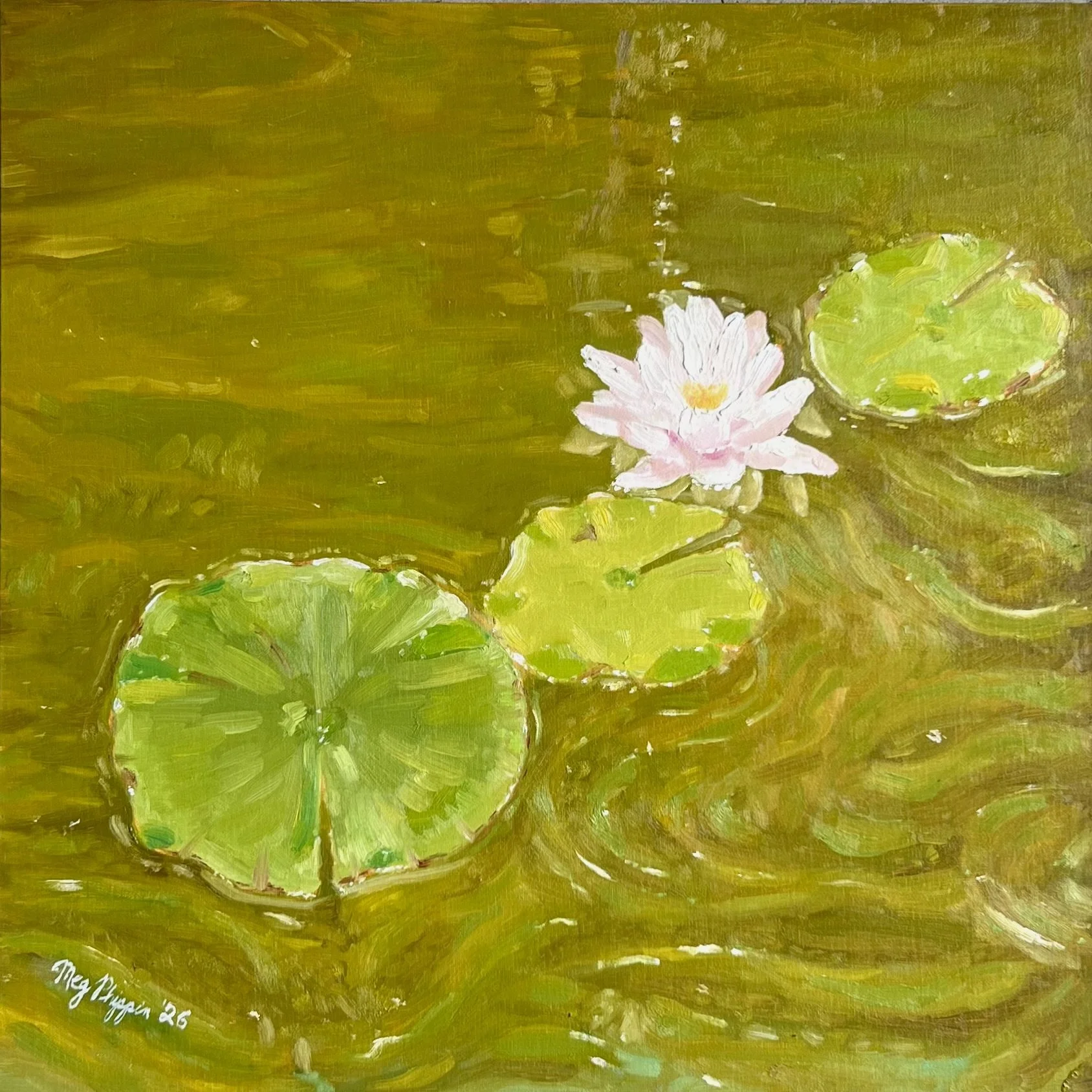 Water Lily