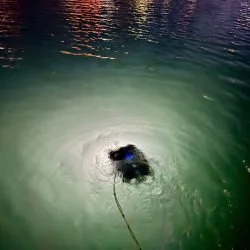 Dog swimming in water with a leash attached.