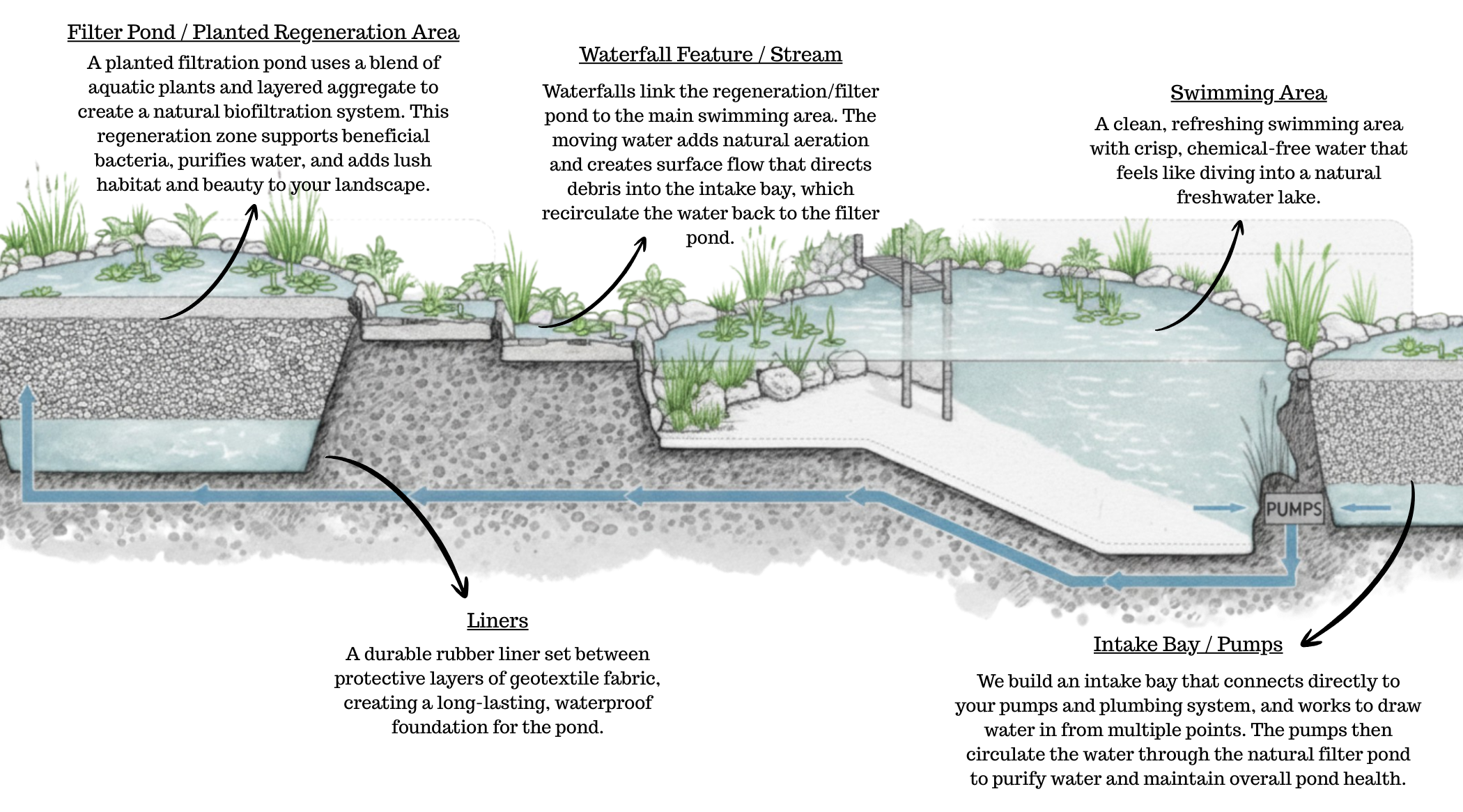 Infographic illustrating how a natural swimming pool uses biological filtration and aquaponics systems to keep water clean without chemicals