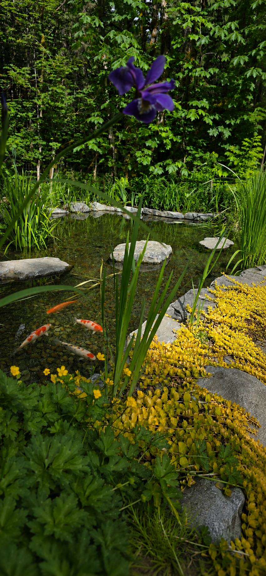 Hydroponics & Fish Ponds built in Vancouver, British Columbia