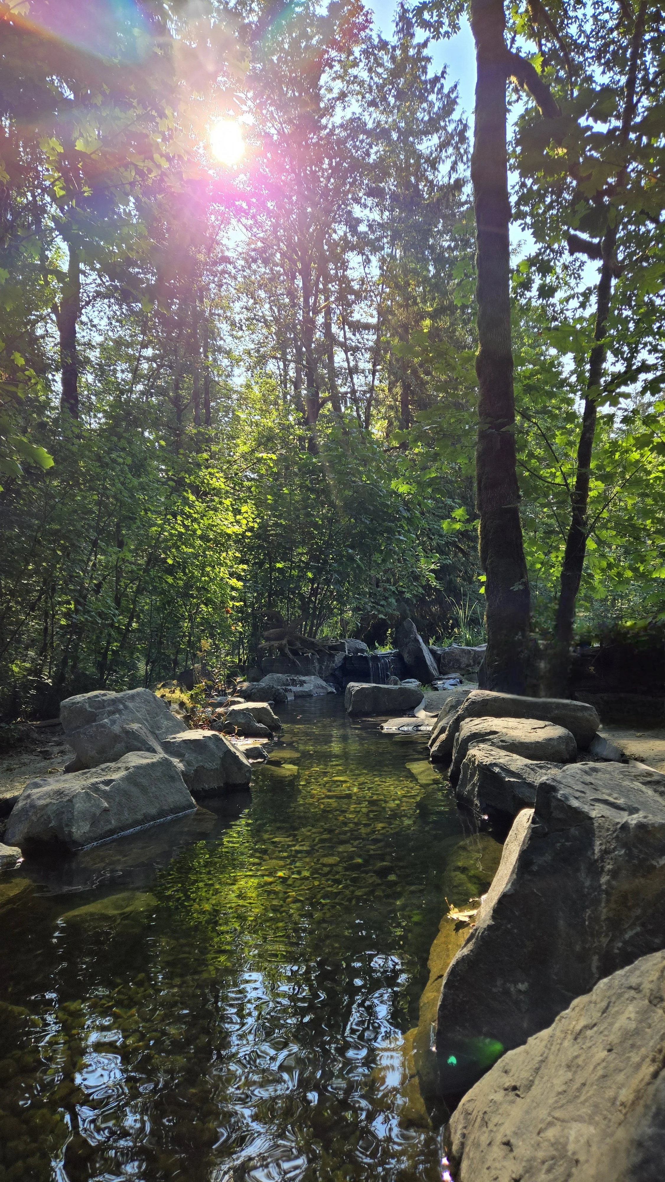 Natural pool stream feature connecting the filter pond to the swimming area, designed for floating and play in Vancouver, British Columbia