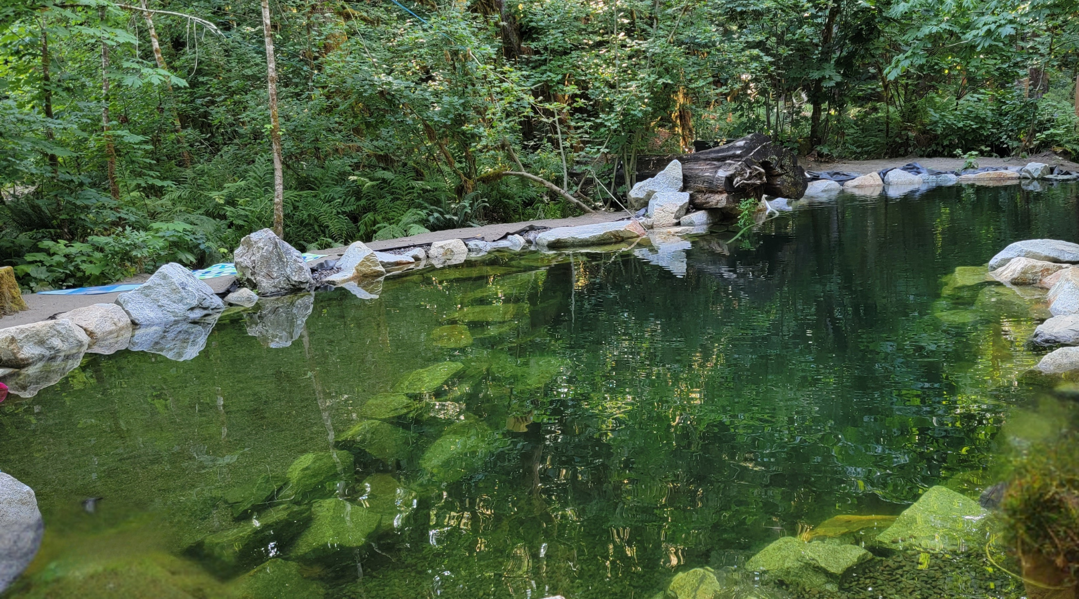 Integrated filtration pond built directly into a natural swimming pool, using plants and aggregate to clean water without chemicals