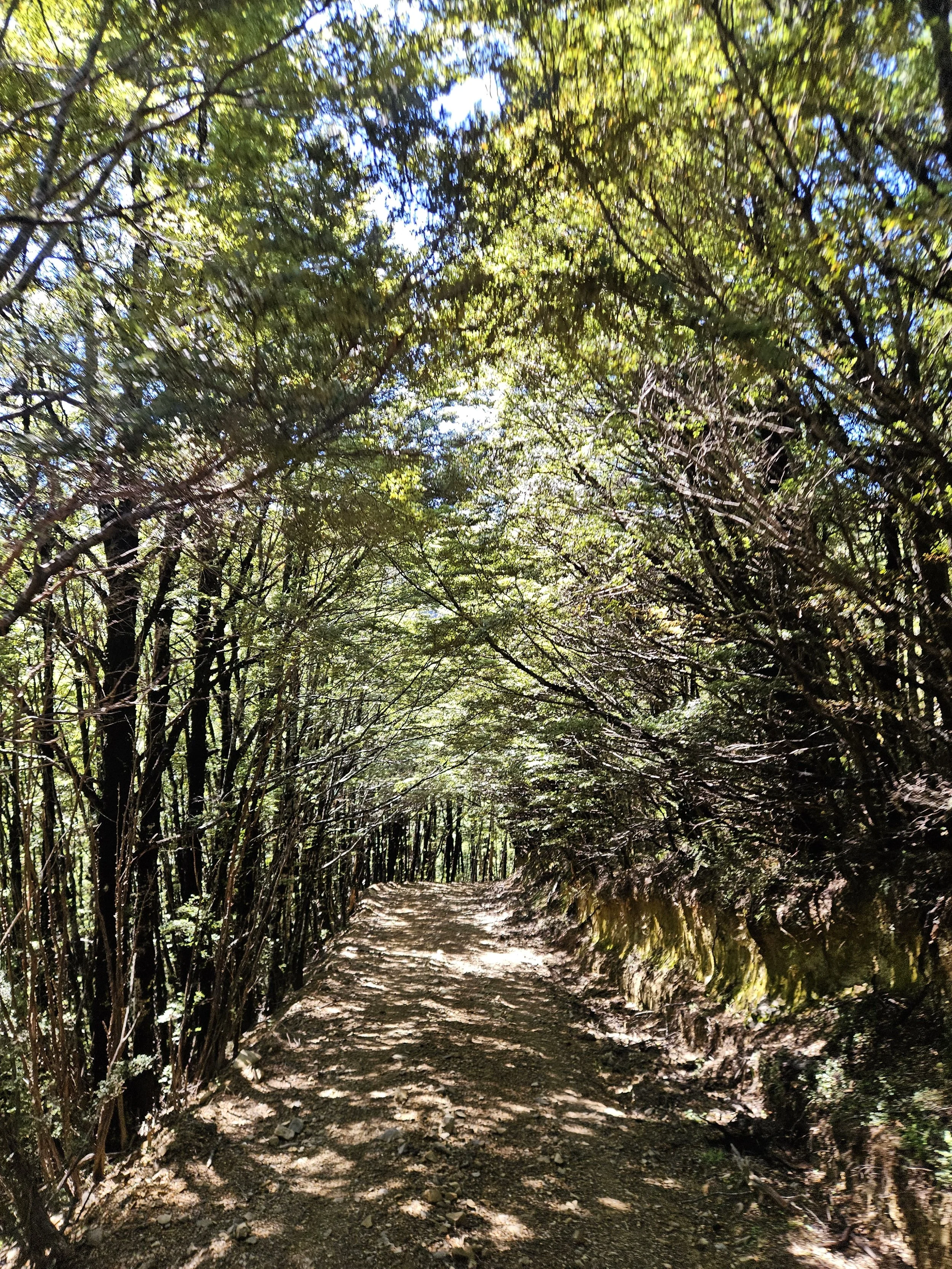 A dirt trail through a dense forest with sunlight filtering through the green leaves.