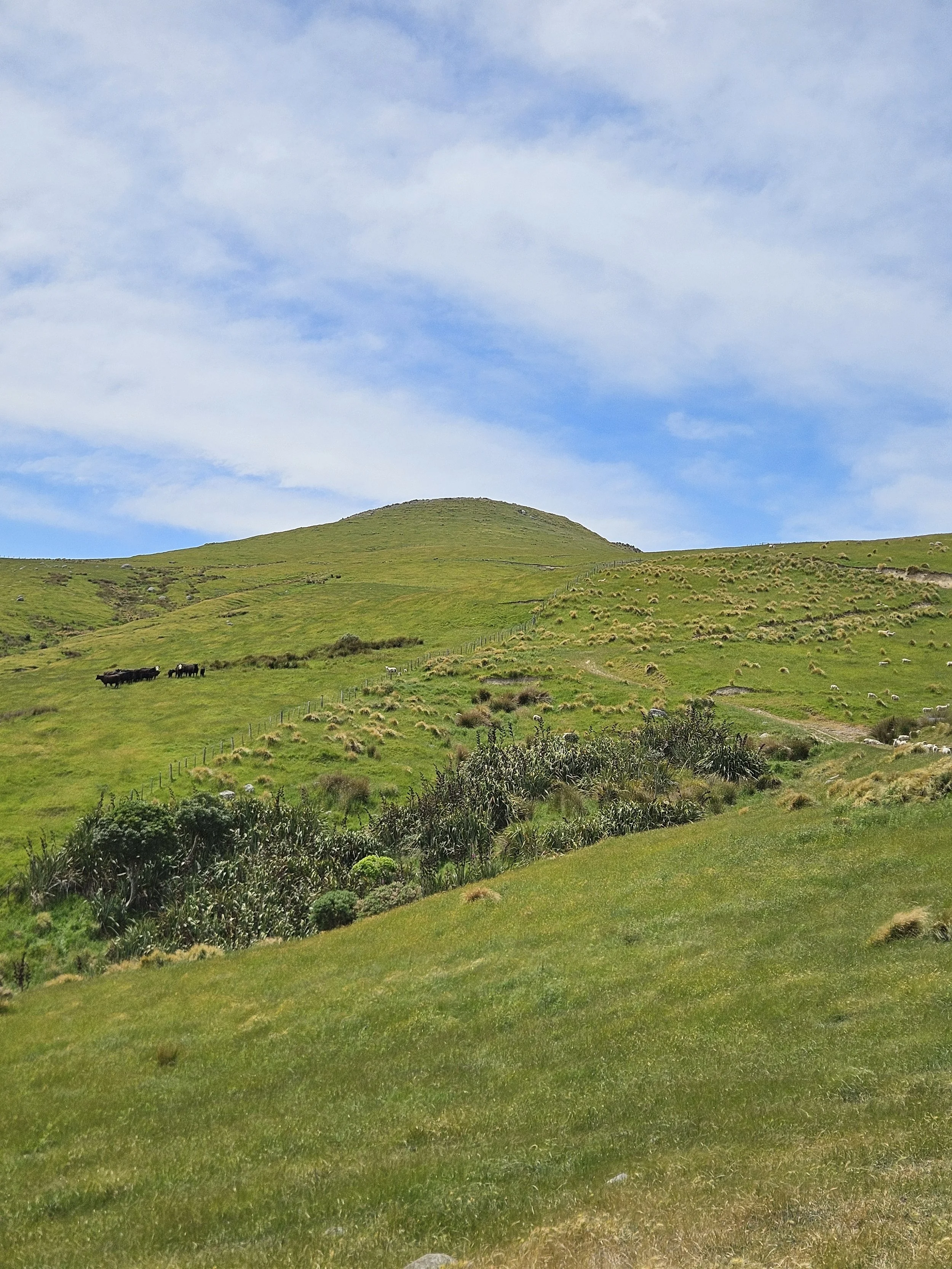 Green grassy hillside with grazing cows, shrubs, and a blue sky with white clouds.