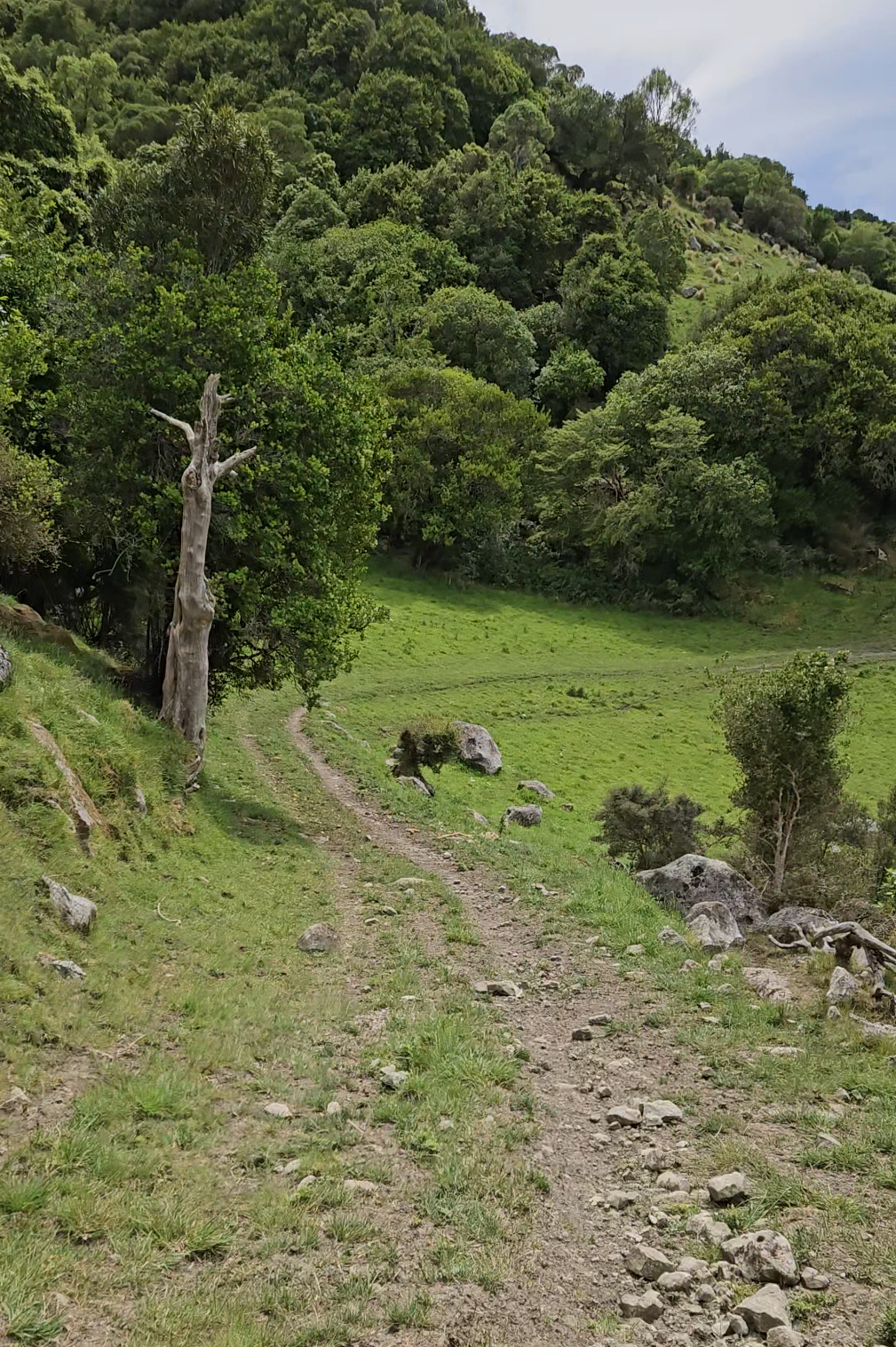A dirt trail winds through a grassy hillside lined with trees and rocks, leading into a dense, green forest on a cloudy day.