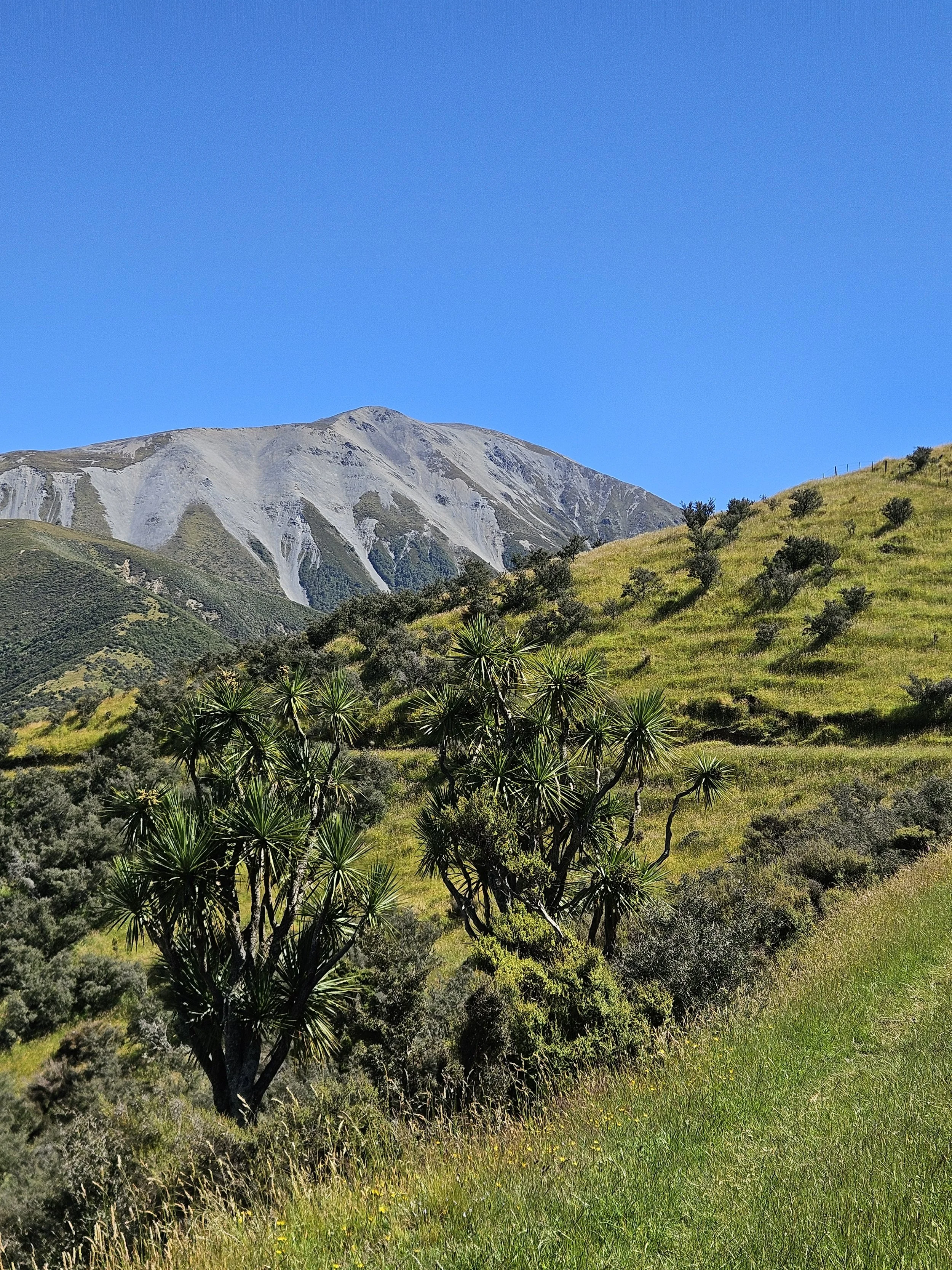 A landscape with a mountain in the background, a green hillside with sparse trees, and a cluster of tall, spiky plants in the foreground under a clear blue sky.
