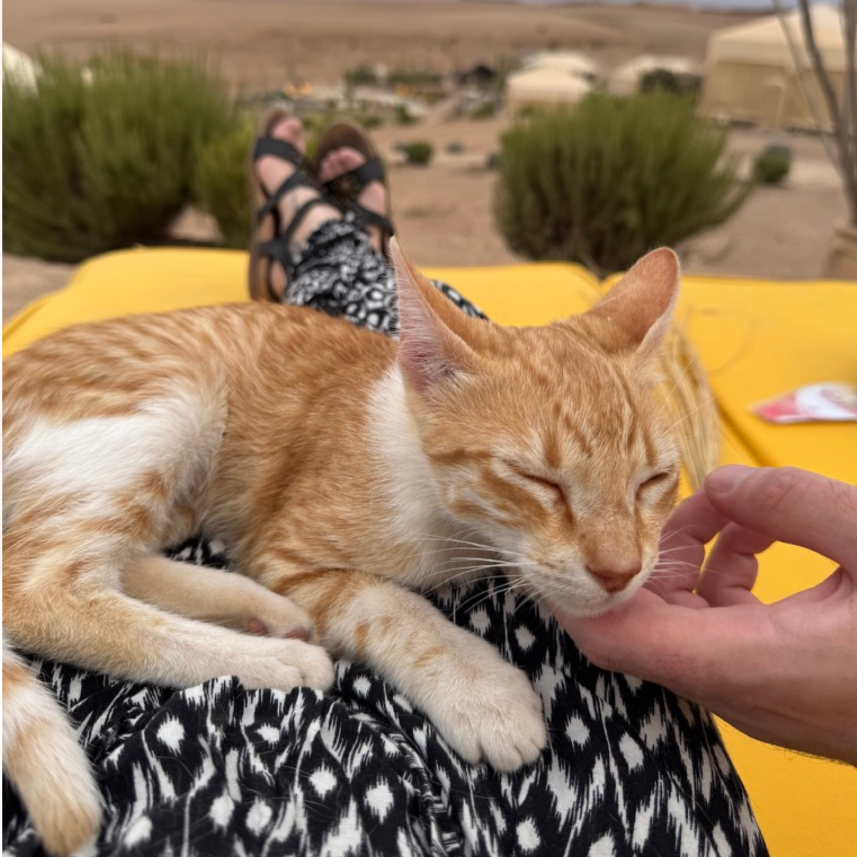 Zahra, An orange tabby cat lying on a person's lap with eyes closed, being petted on the chin in the Agafay Desert on a sunny day with desert plants and tents in the background.