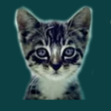 Close-up of a kitten's face with large eyes, set against a teal background.