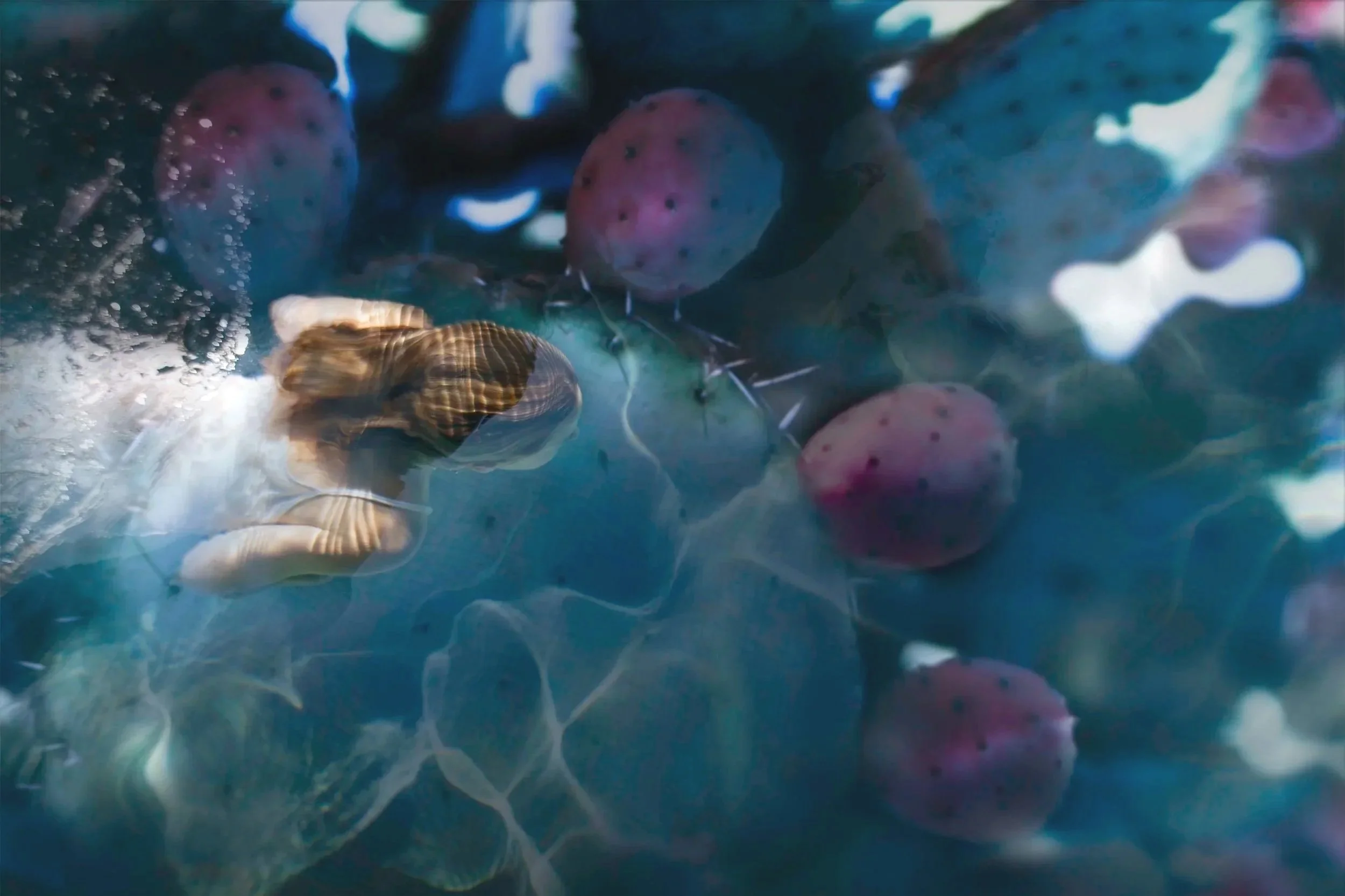 Close-up of a hand holding a small shellfish or clam underwater, surrounded by purple prickly pears on a plant or bush.