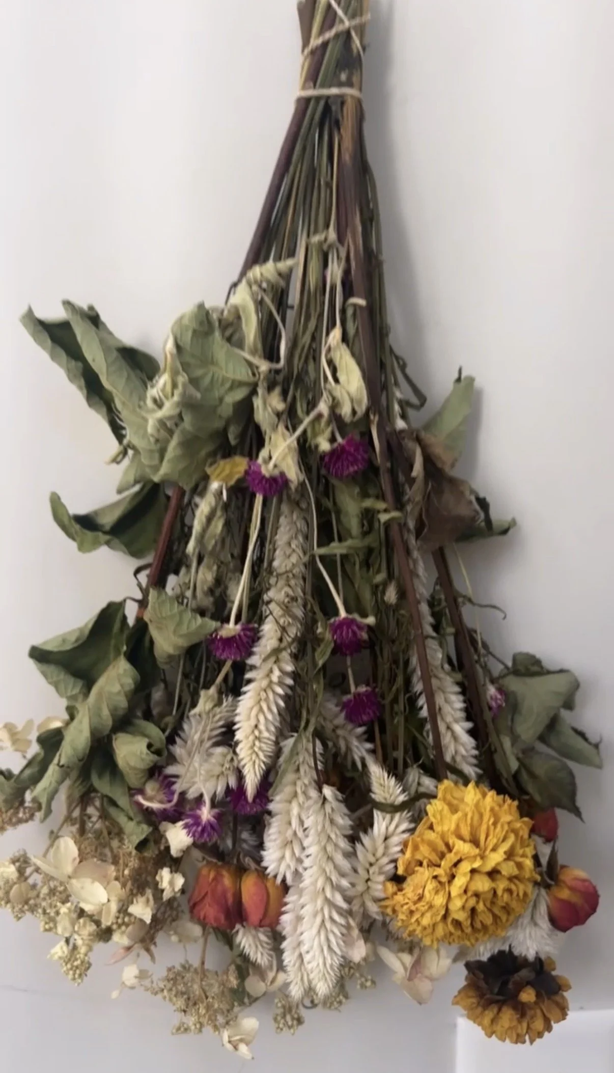 BROOMS & BOTANICALS
