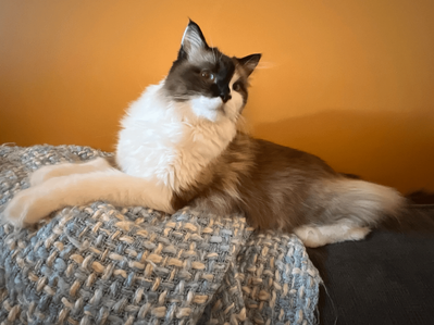 Therapy Cat Duke