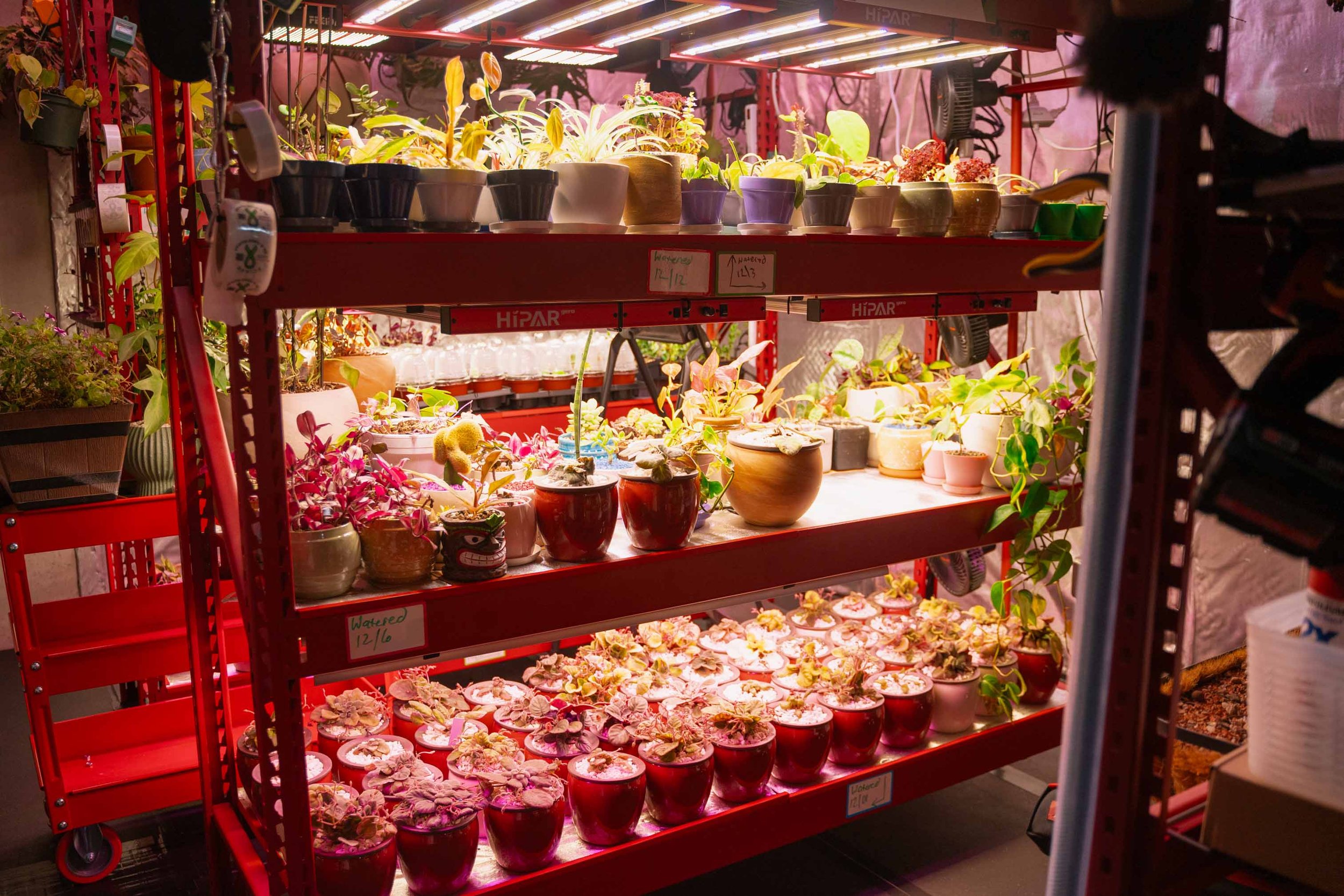A red metal shelving unit holds various potted plants illuminated by grow lights, including succulents, flowering plants, and leafy greens, arranged in multiple rows and tiers.