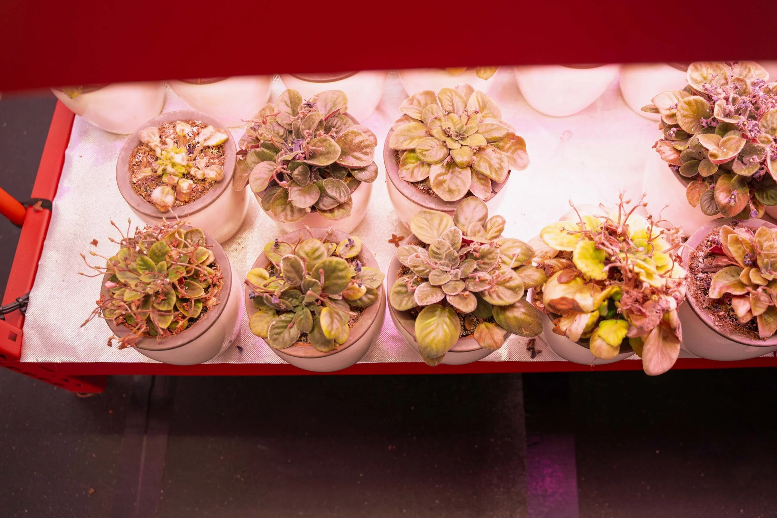 Various potted plants with green and purple leaves on a white tray under red grow lights.