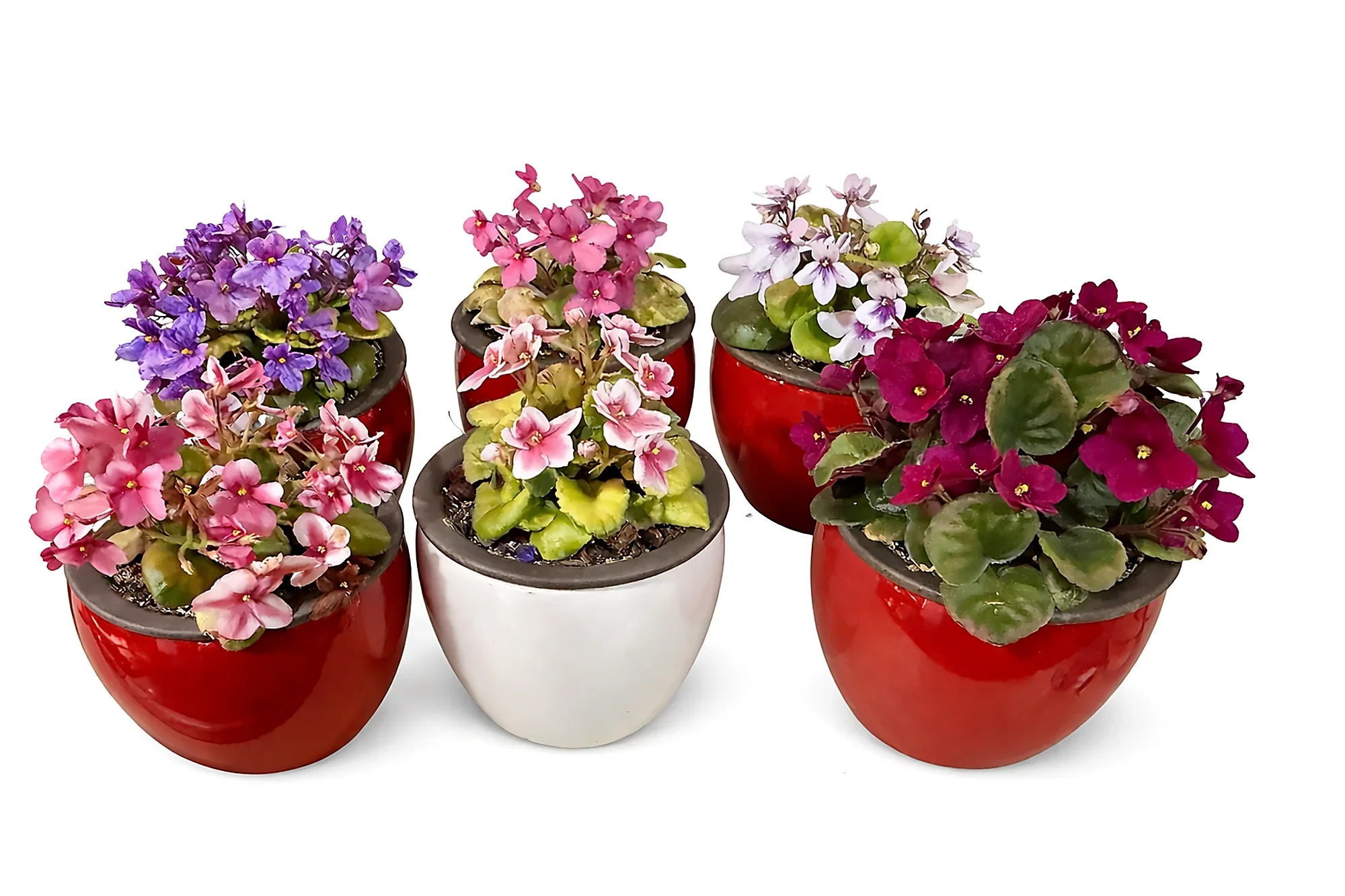african-violets-white-bg-2000w.webp