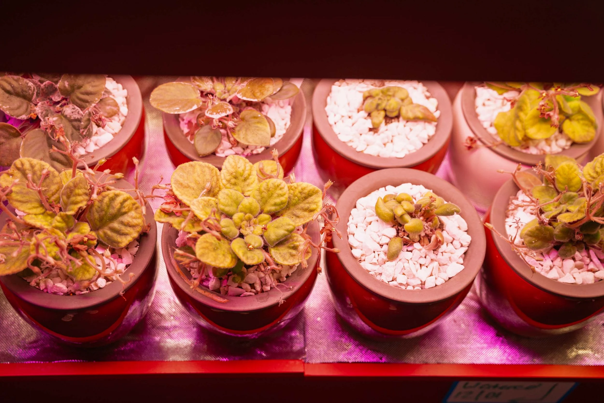 Multiple small potted plants with green and purple leaves growing in white pebble-filled clay pots, displayed on a pink surface under pink-tinted grow lights.