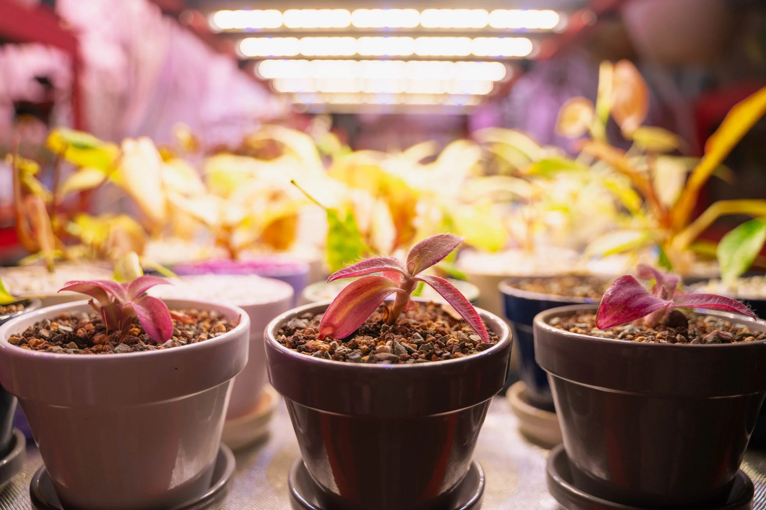 Close-up of potted succulent plants growing under artificial grow lights in a controlled environment