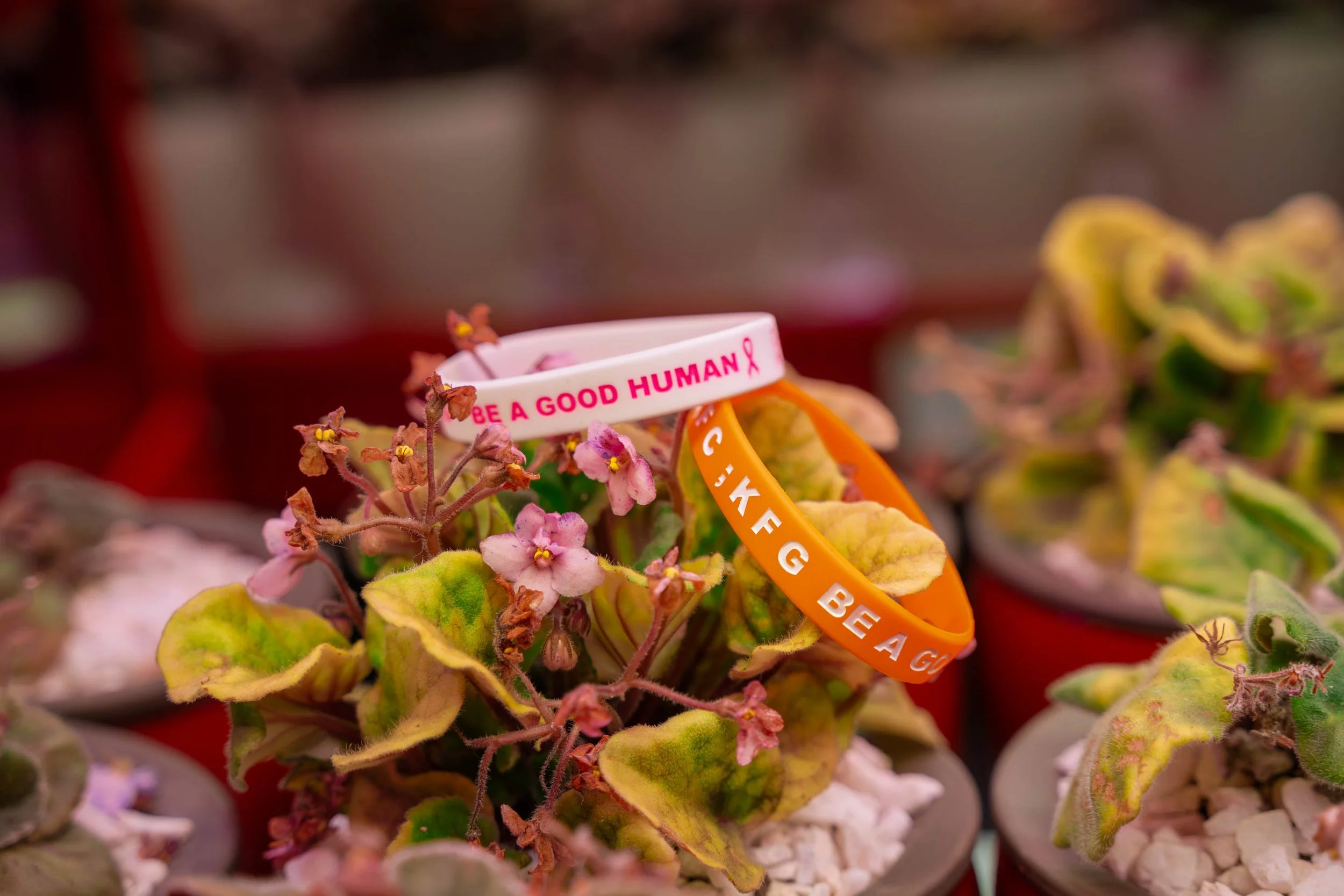 Small potted plants with colorful wristbands resting on the leaves, with one pink wristband reading 'BE A GOOD HUMAN' and an orange wristband reading 'GKF G BE A G'.