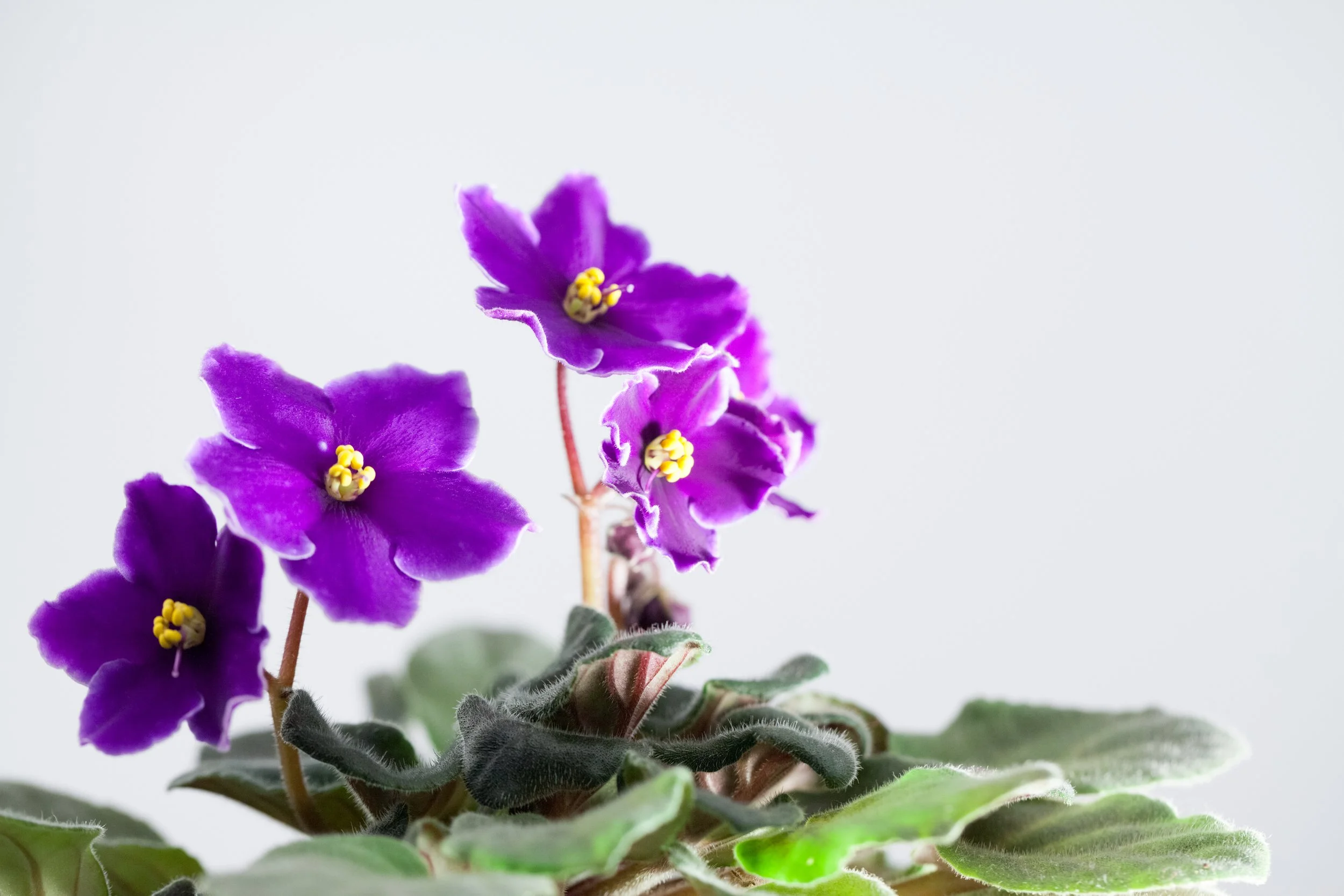 african-violet-saint-paulia-ionantha-with-beauti-2025-10-13-11-08-57-utc.jpg