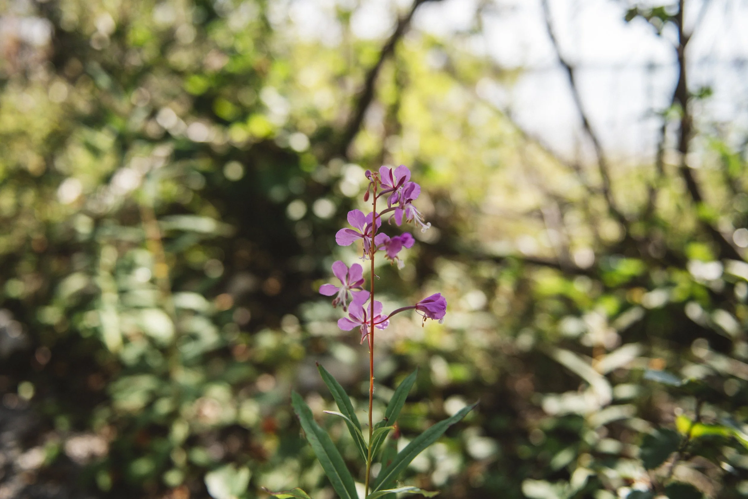 A close-up of a pink wildflower with green leaves, in a forest setting with blurred trees and sunlight in the background.
