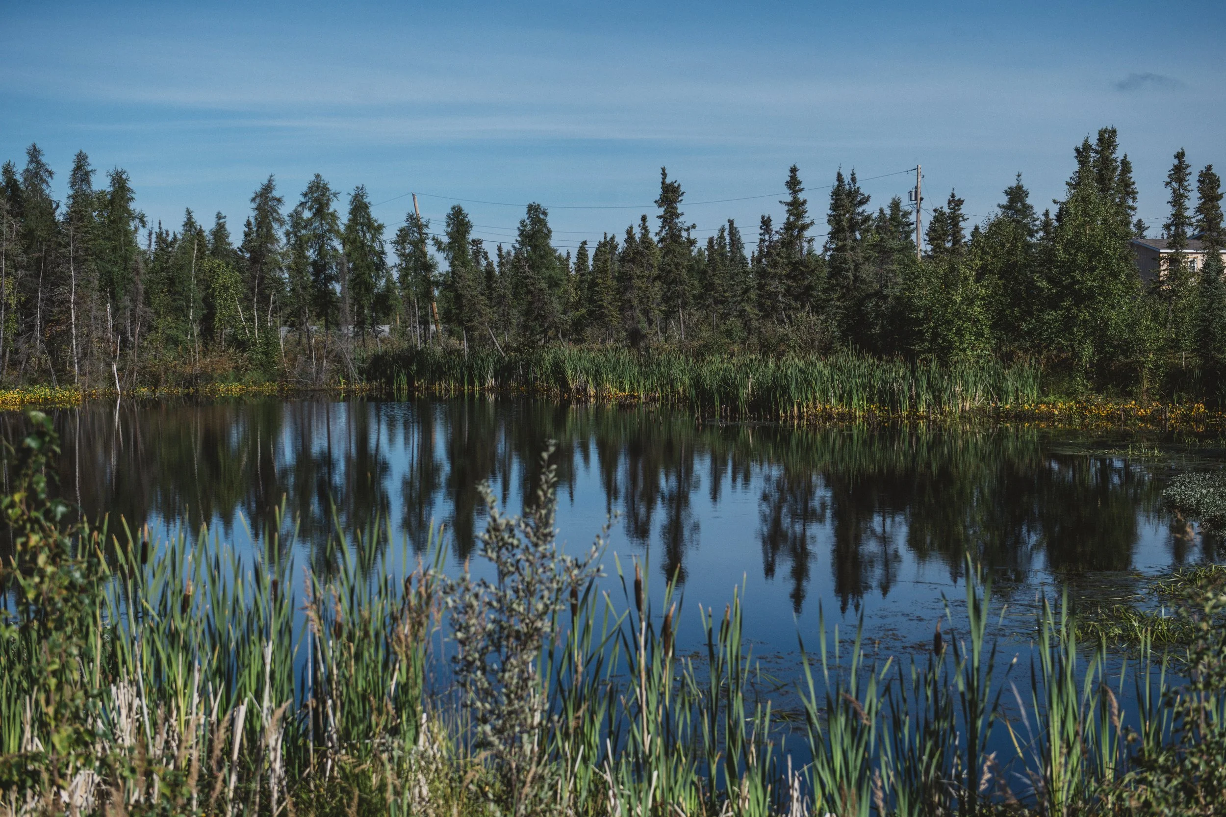 A tranquil pond surrounded by tall green grasses and trees, with a clear blue sky overhead.