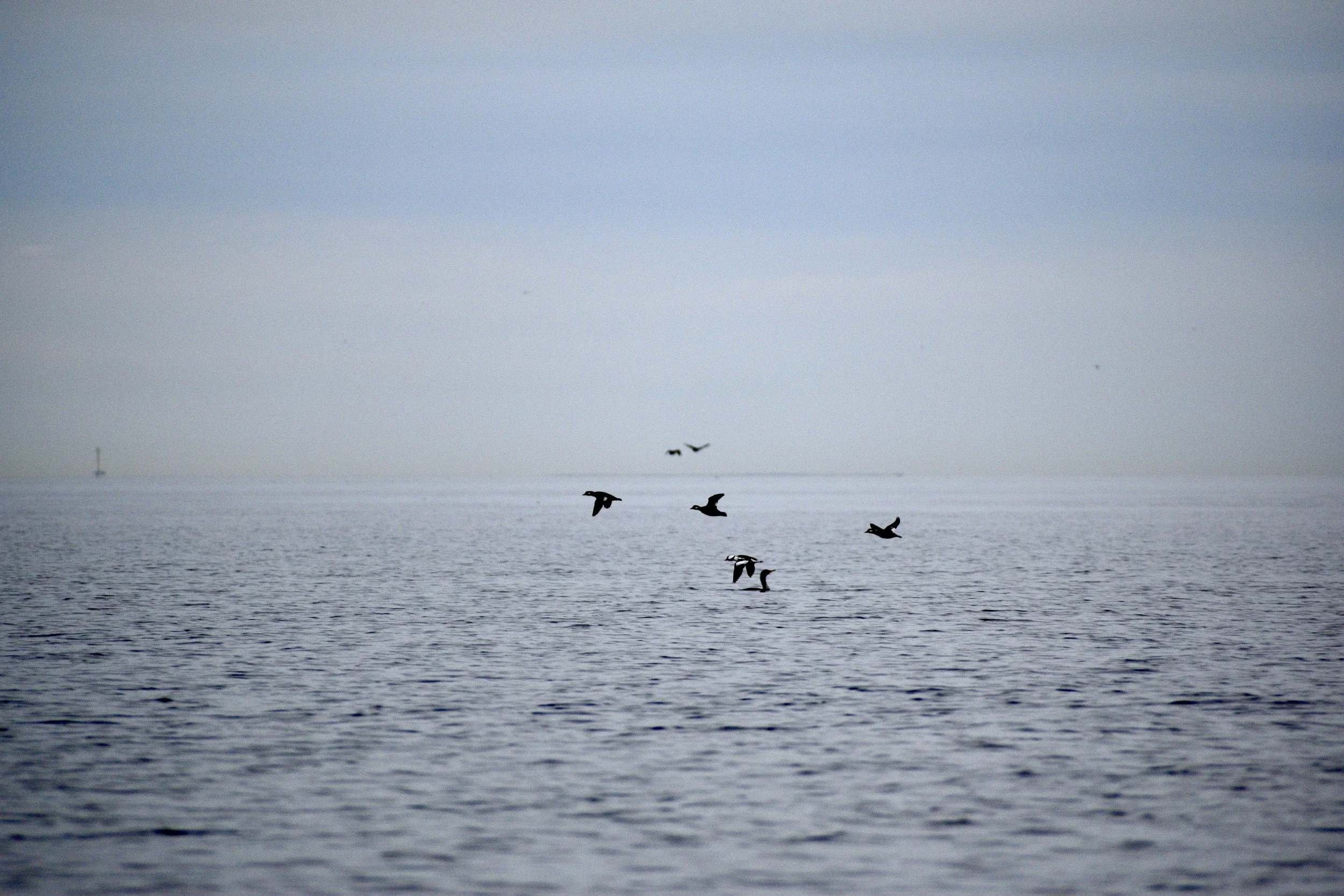 A group of birds flying over a calm body of water with a cloudy sky.