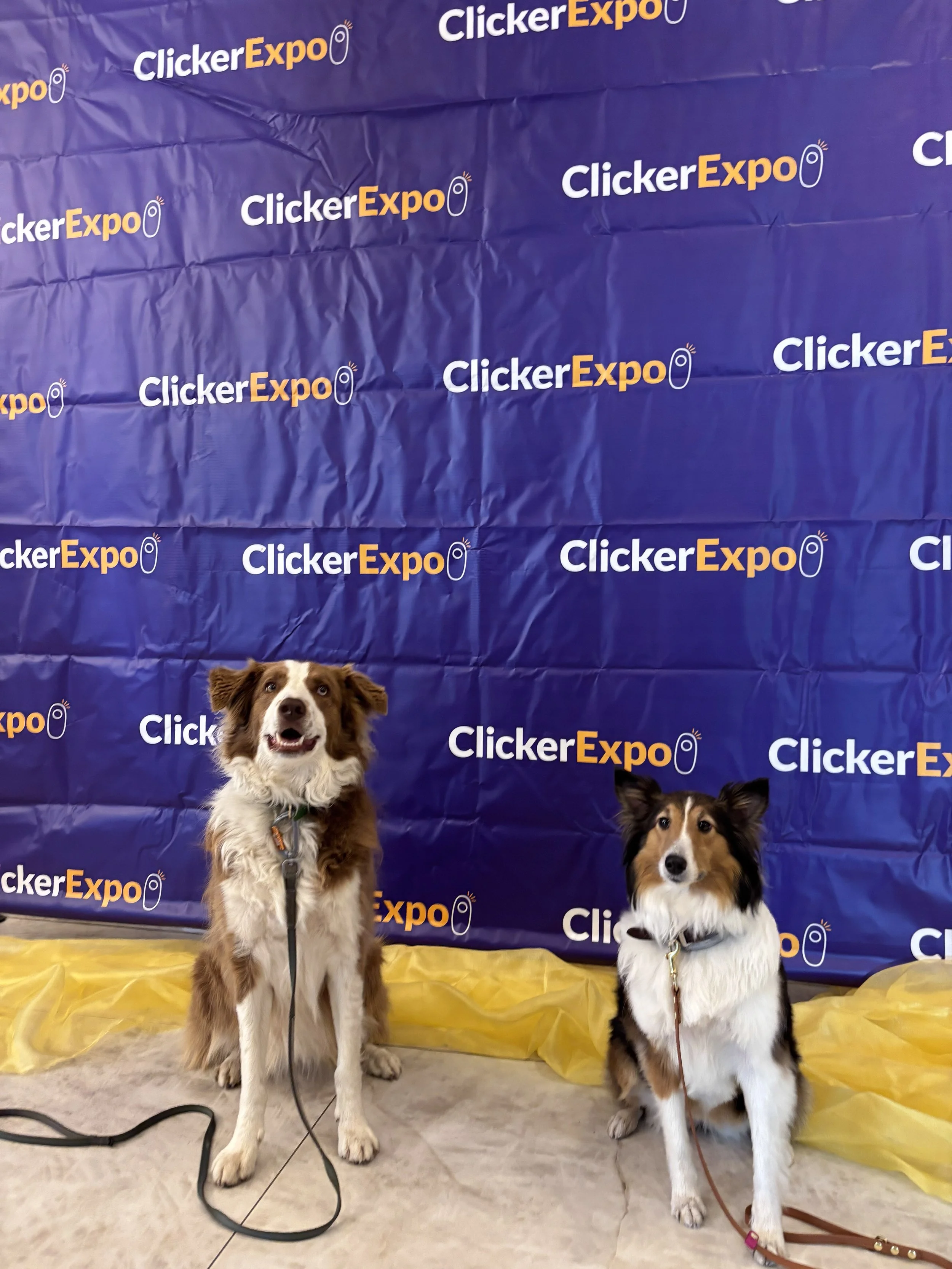 Two dogs sitting on the floor in front of a blue backdrop with the 'ClickerExpo' logo printed repeatedly.