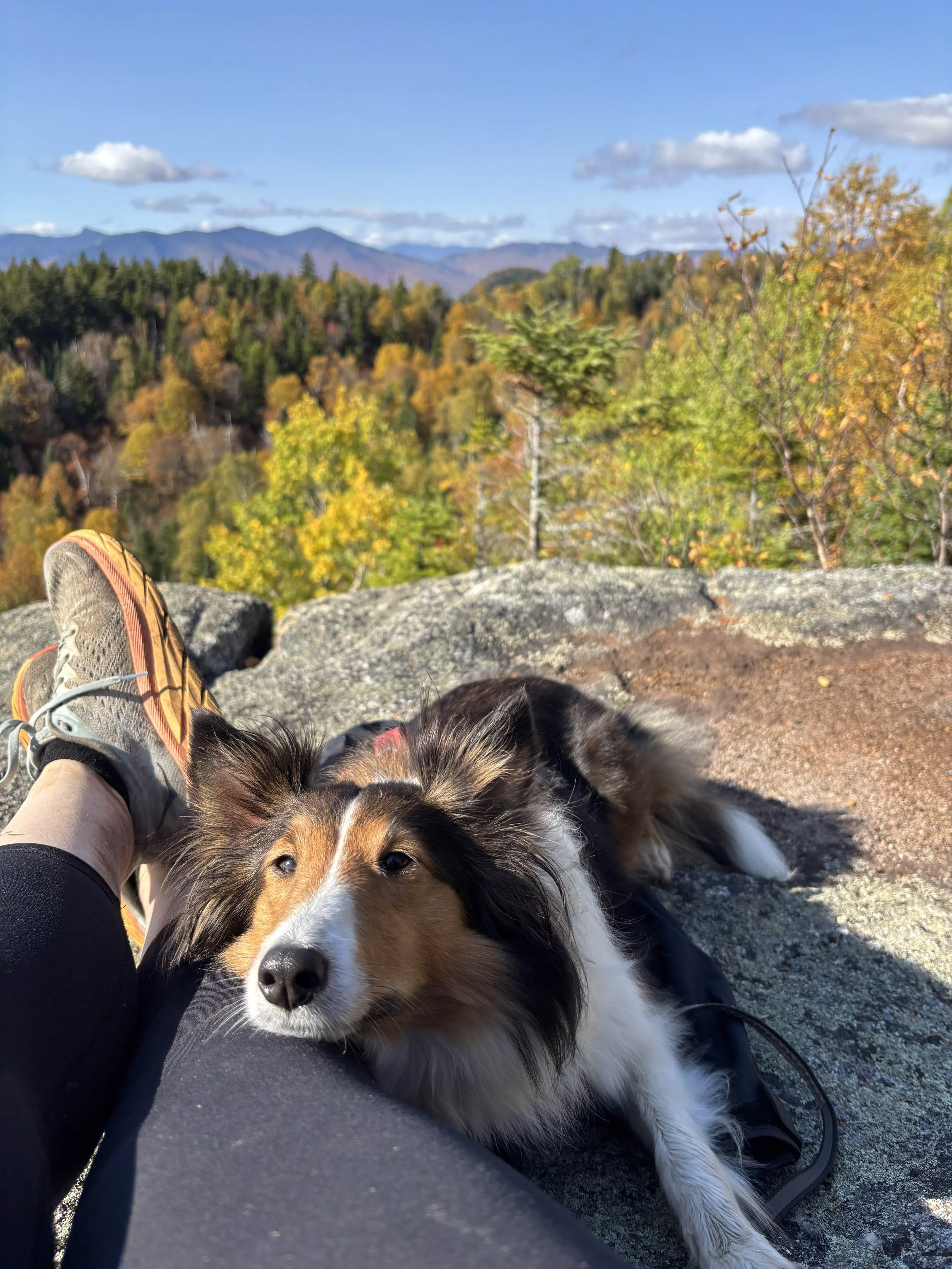 A dog lying on a rock with a person's leg and hiking shoe nearby, overlooking a scenic forest landscape with mountains and a blue sky.