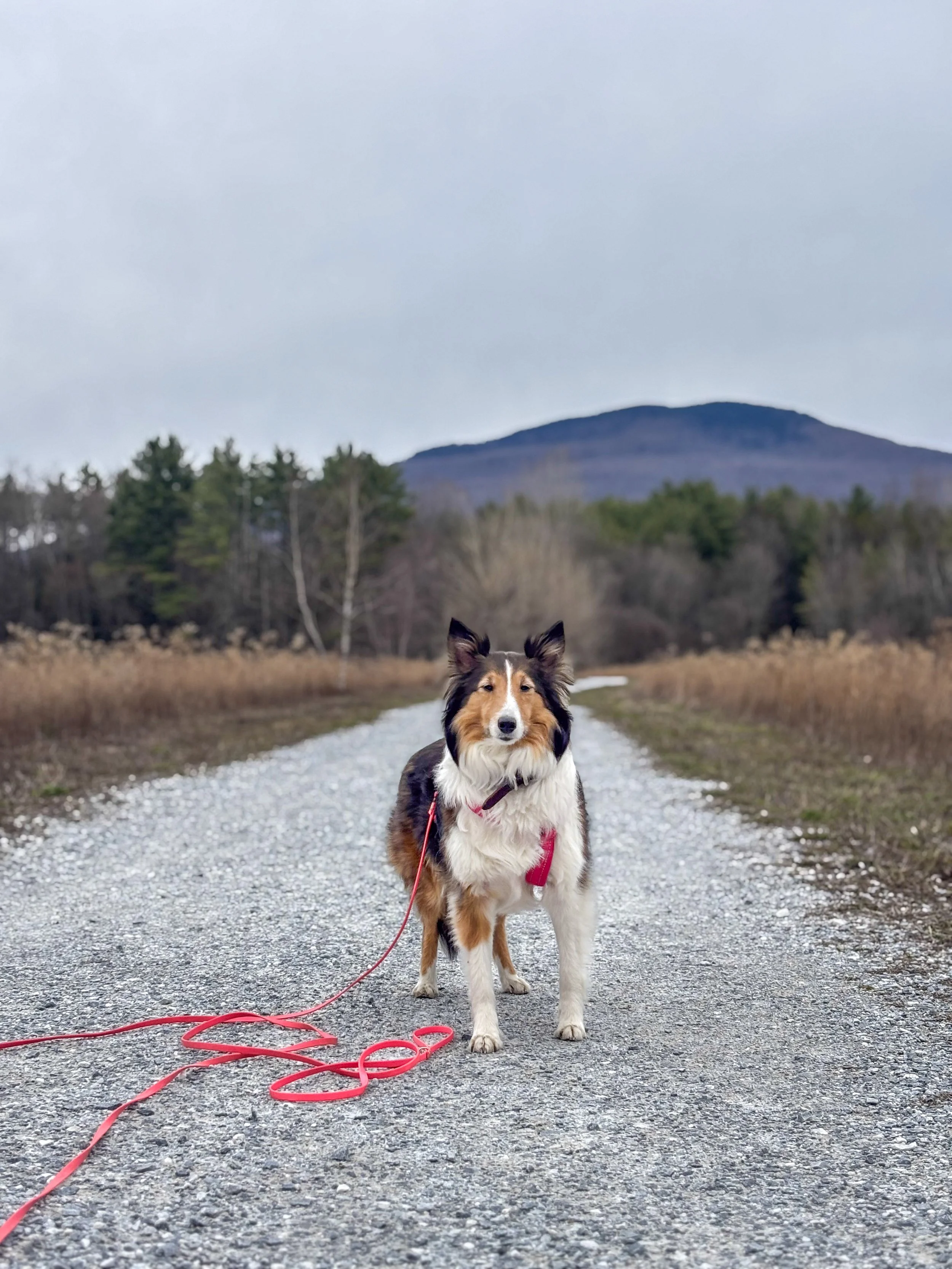 A herding dog standing on a gravel path surrounded by tall grasses and trees, with a mountain and cloudy sky in the background.