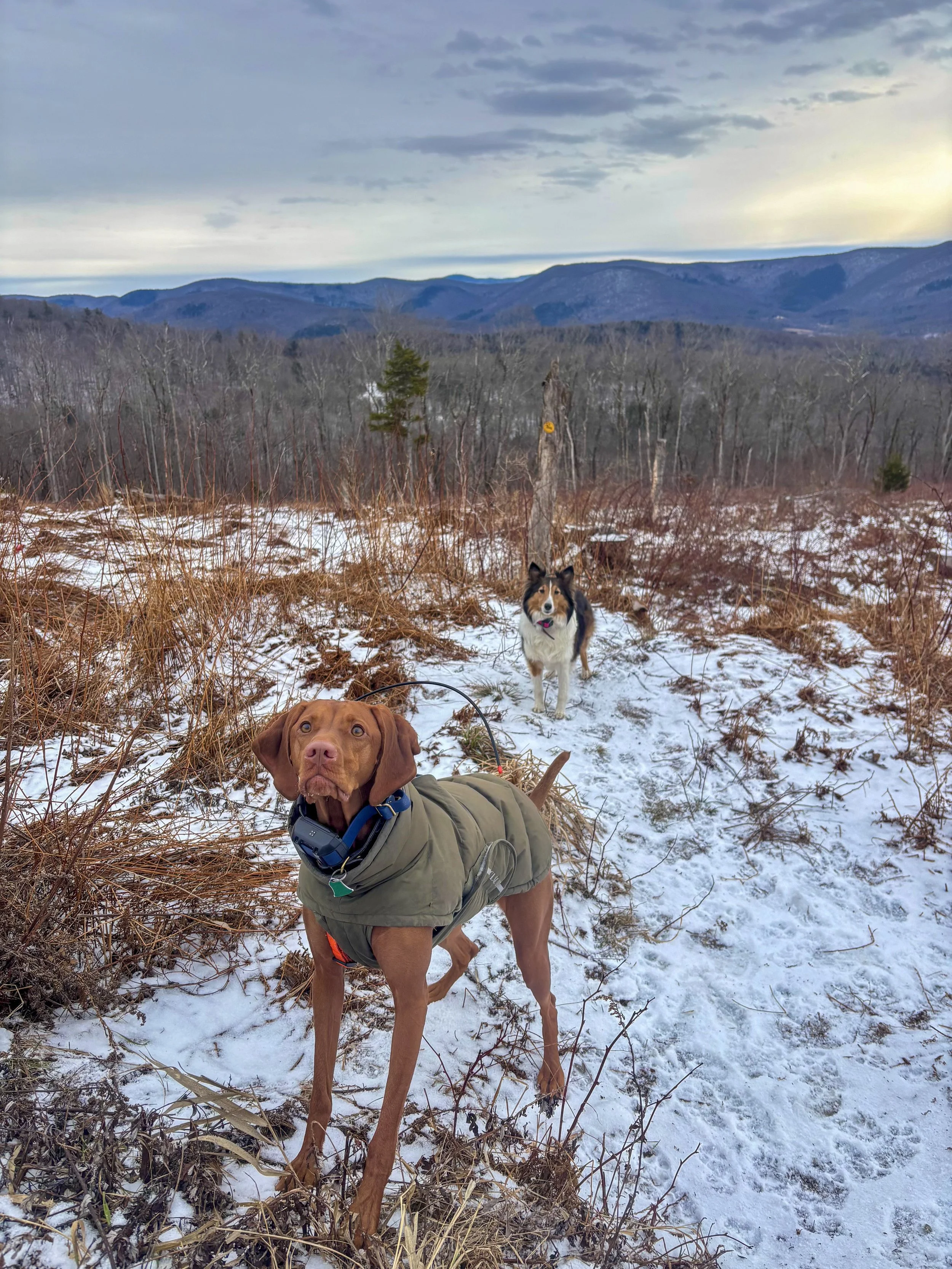 Two dogs on a snowy trail in a mountain landscape. One dog is a brown Vizsla wearing a green jacket, and the other is a black and white herding dog. The background features leafless trees and mountain ranges under a cloudy sky.