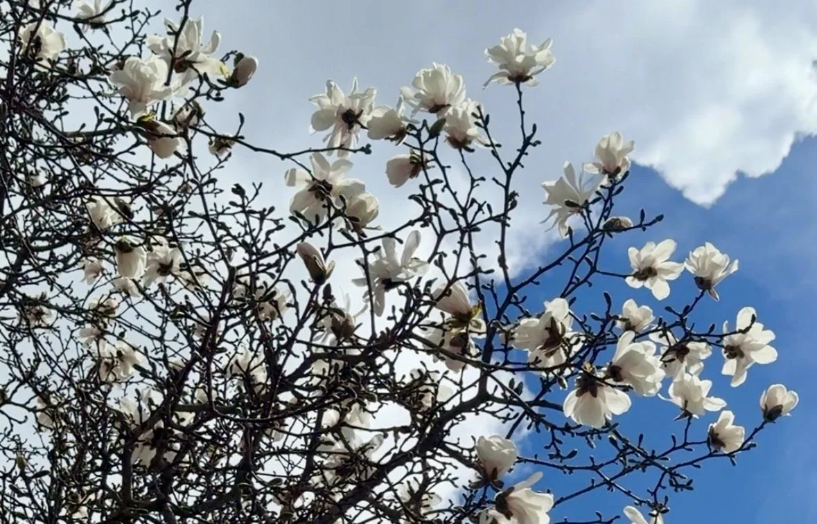 Magnolia