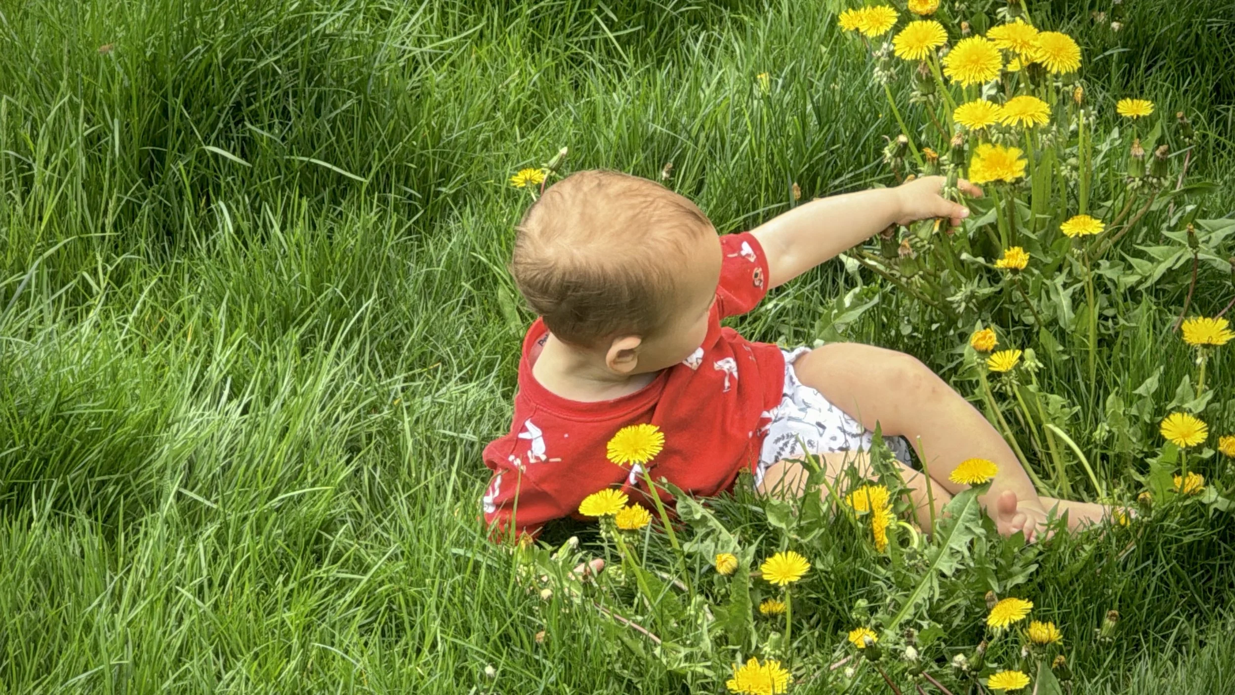 Ode To Grass