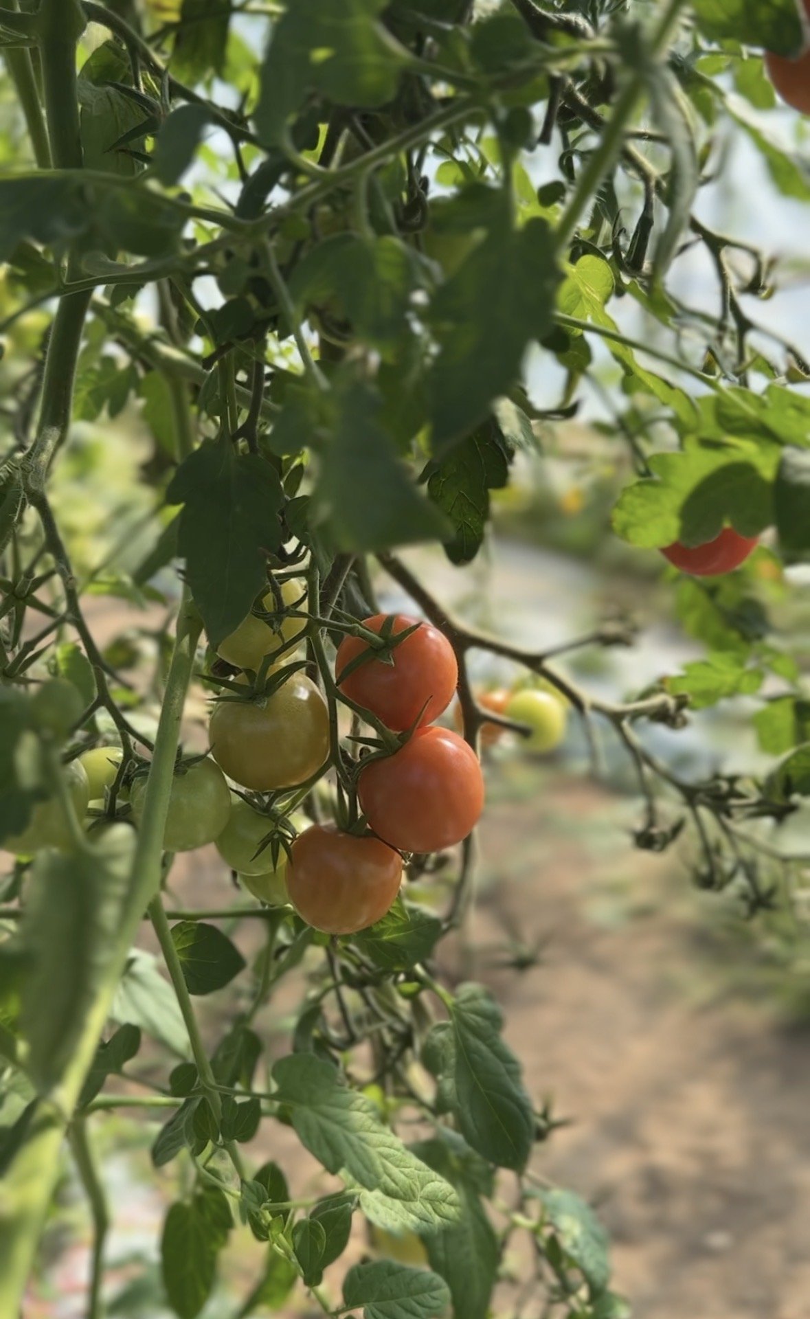 At the Farm Gate: Cookstown Greens