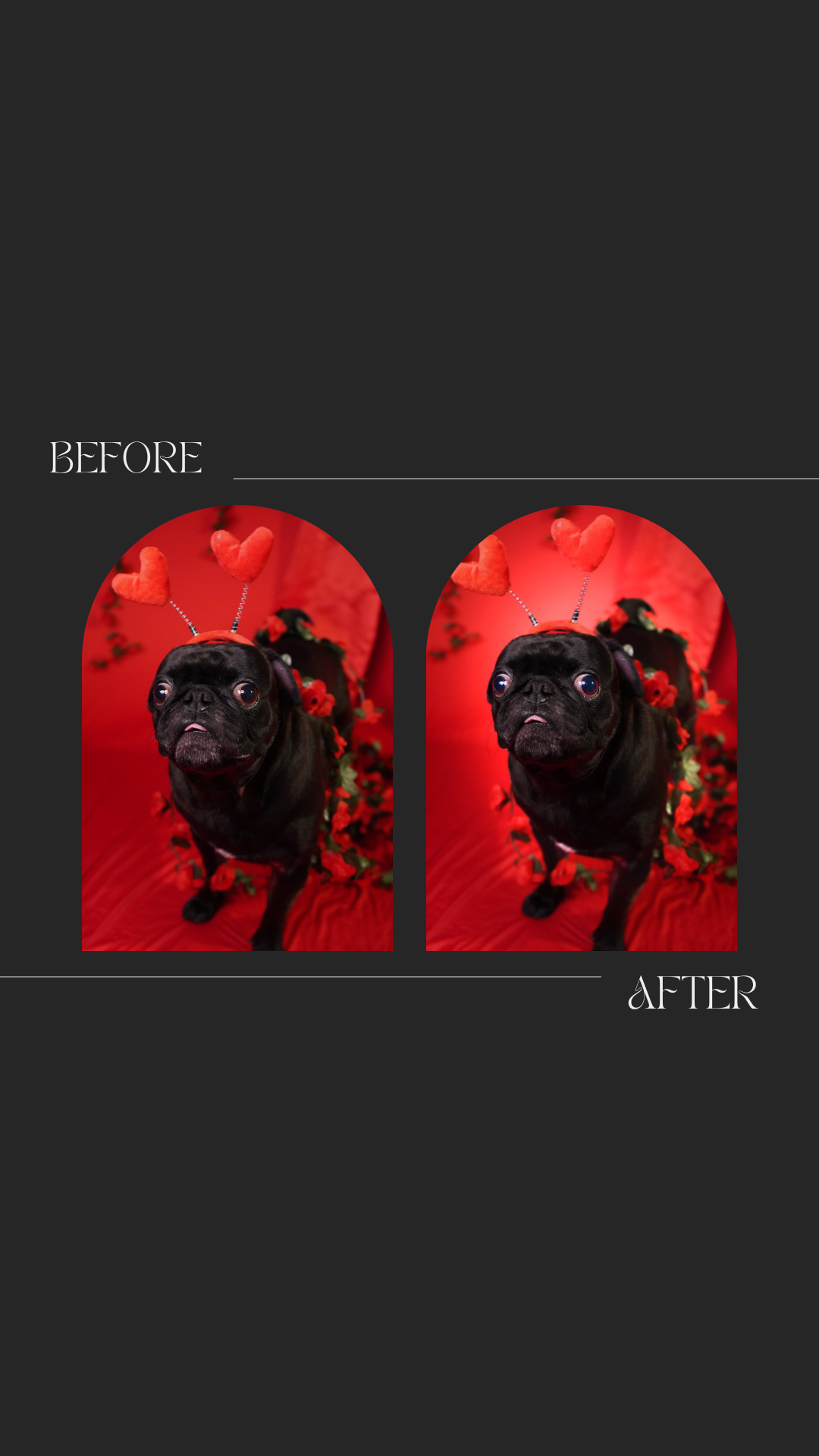 Before and after images of a small black dog with large eyes, wearing heart-shaped headbands with antennae, against a red background with red roses.